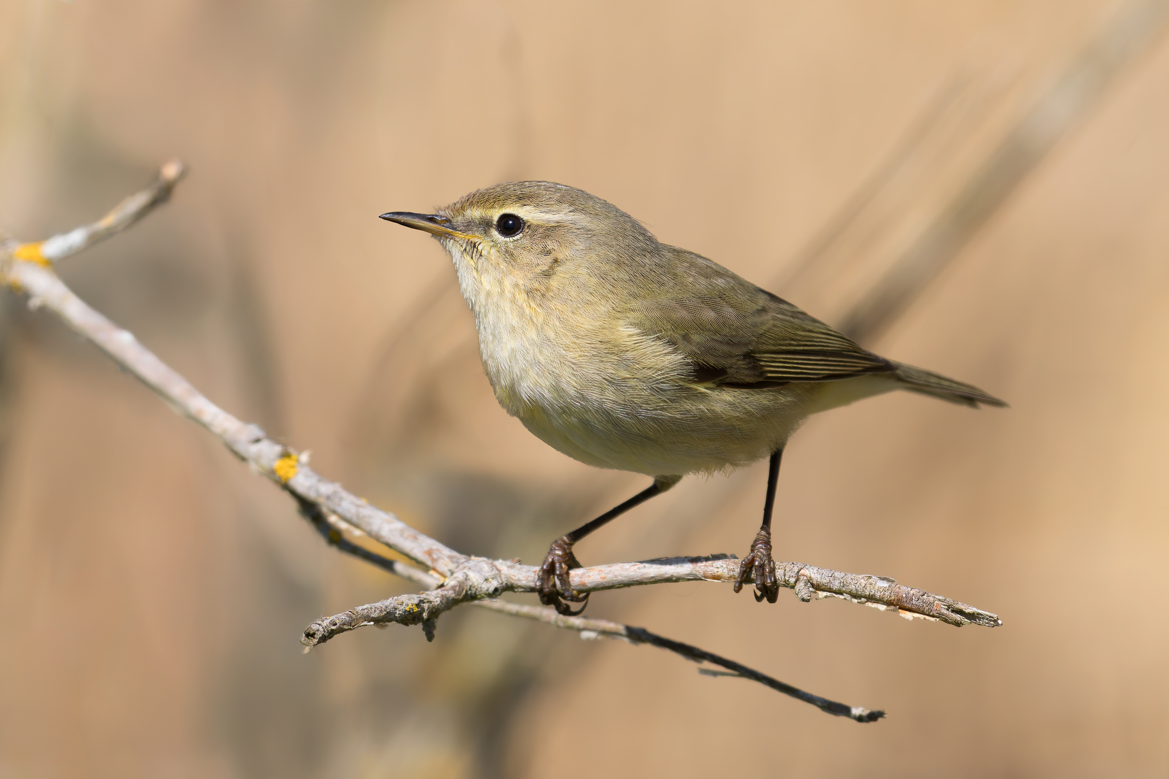 Luì piccolo (Phylloscopus collybita)