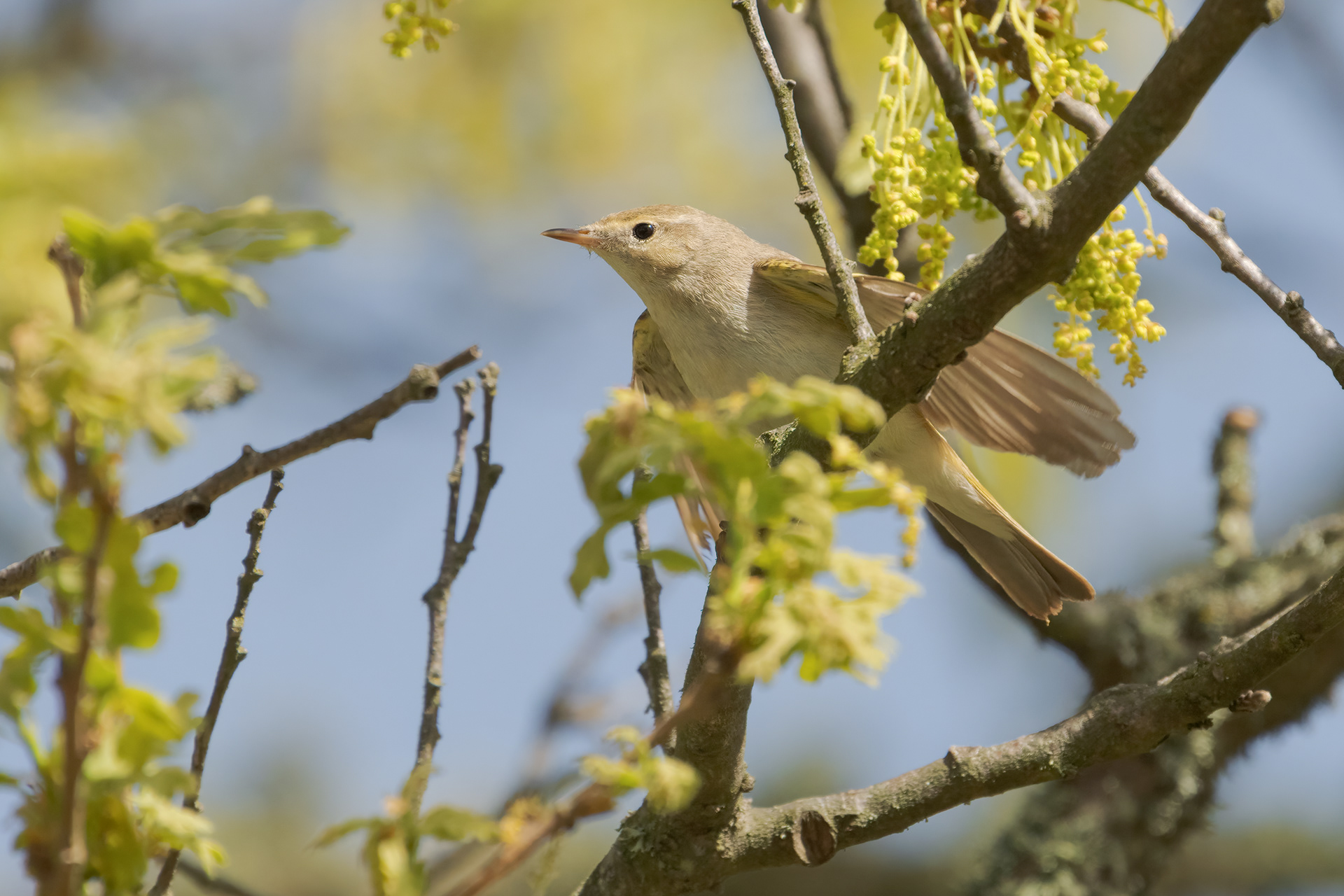 Luì bianco orientale (Phylloscopus orientalis)