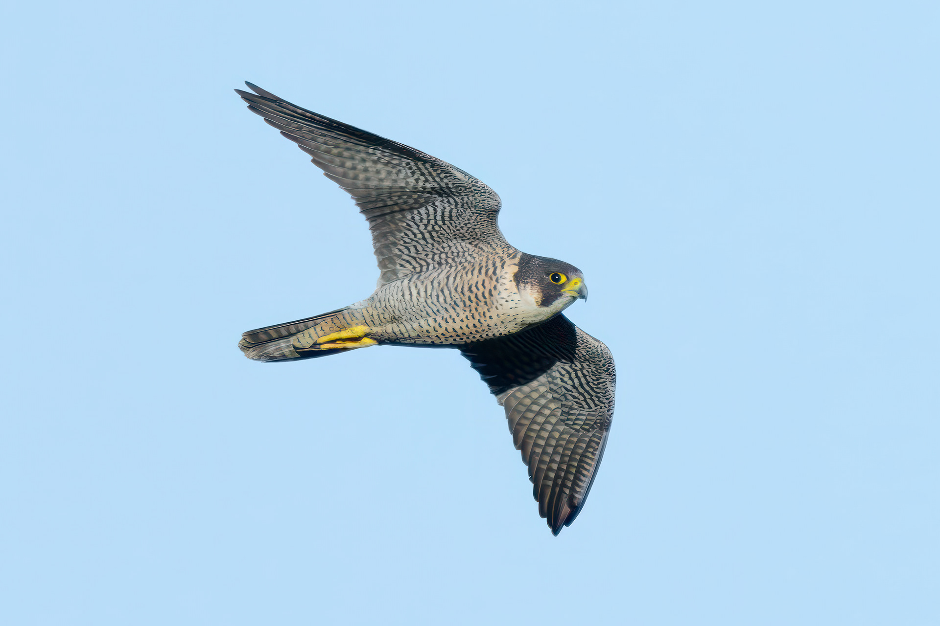 Falco pellegrino (Falco peregrinus)