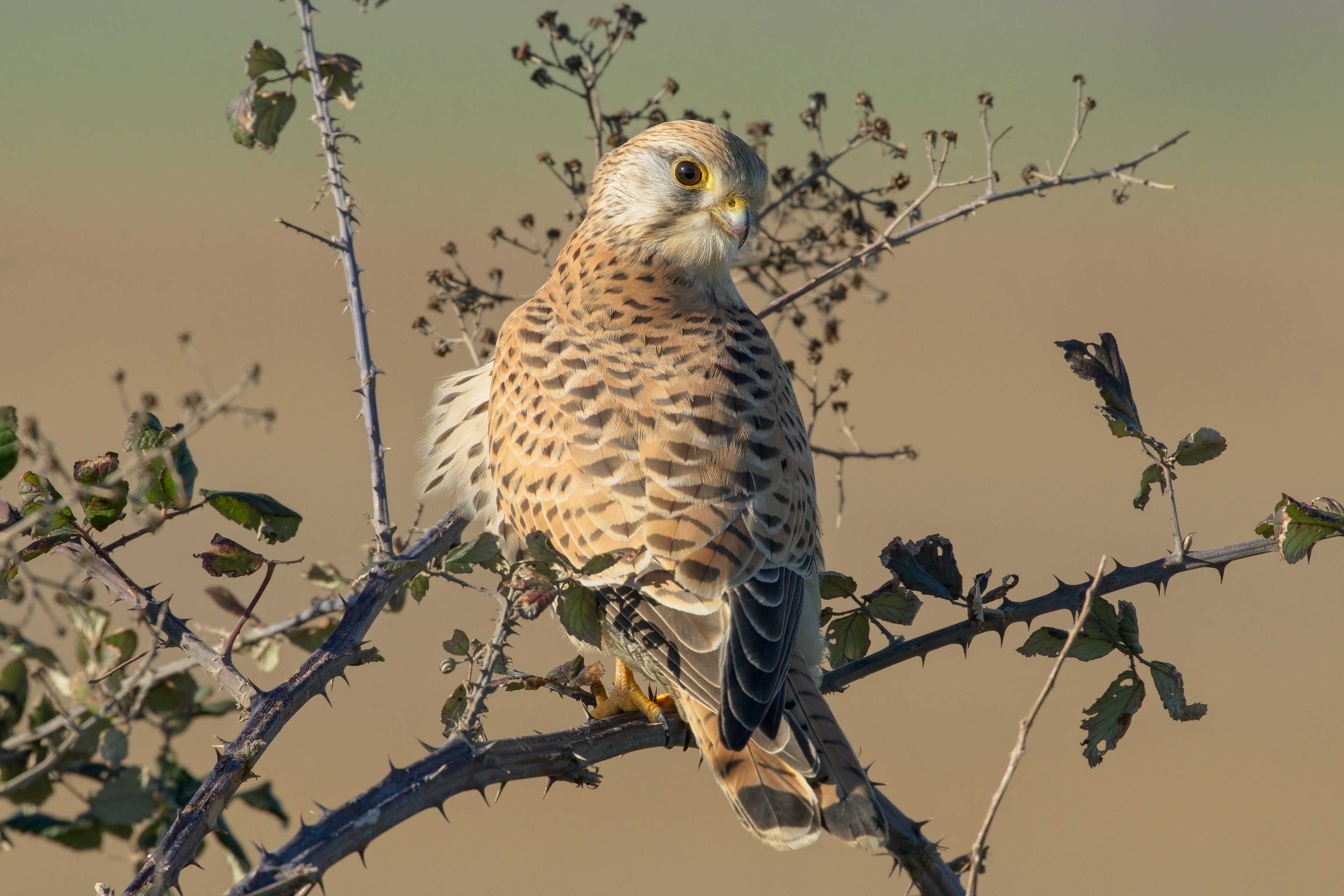 Gheppio (Falco tinnunculus)