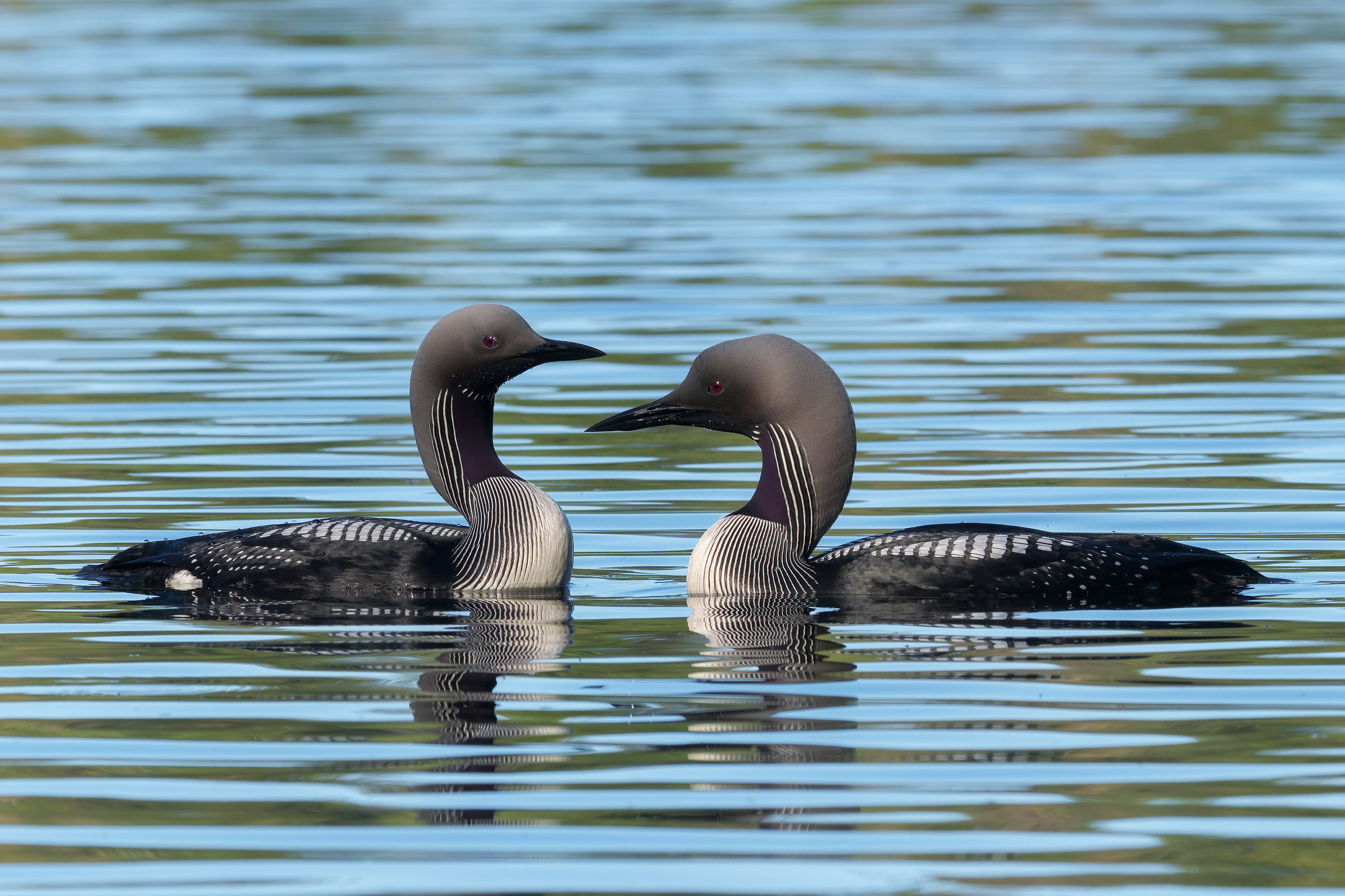 Strolaga mezzana (Gavia arctica)