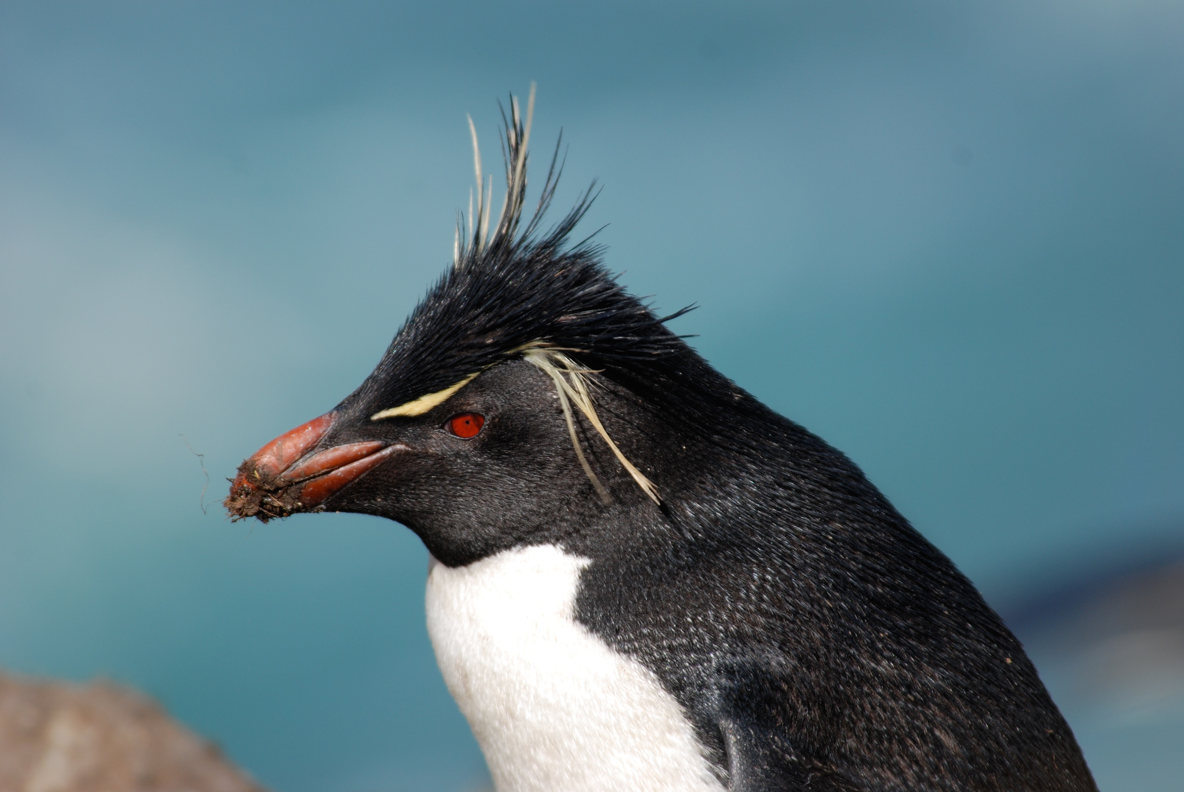 Southern Rockhopper Penguin (Eudyptes chrysocome), West Point Island, Falkland Islands