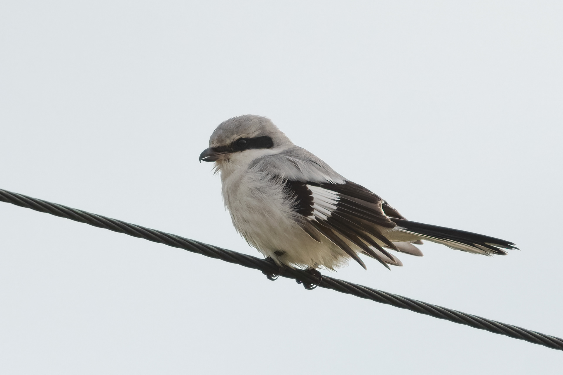 Averla maggiore (Lanius excubitor)