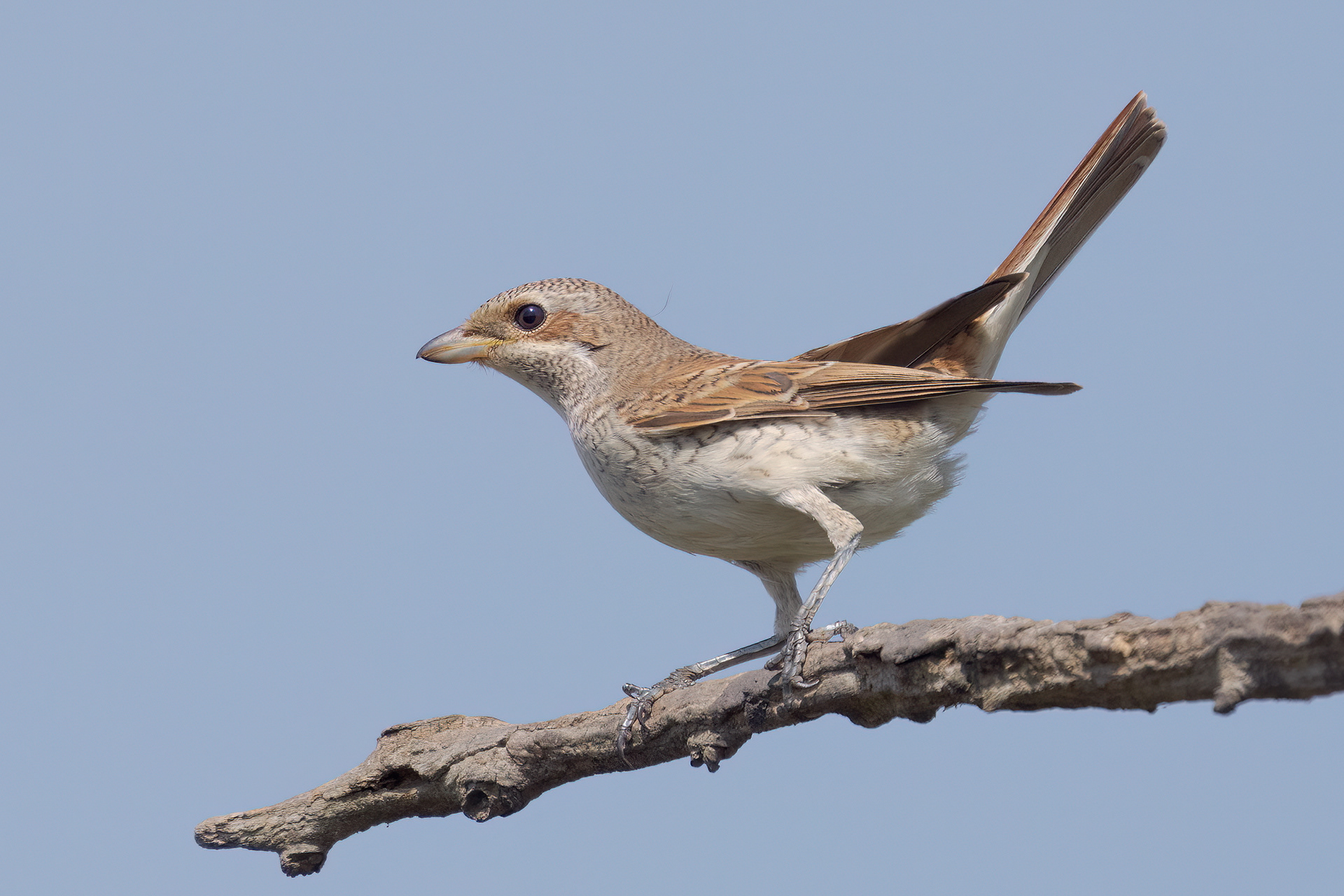 Averla piccola (Lanius collurio)