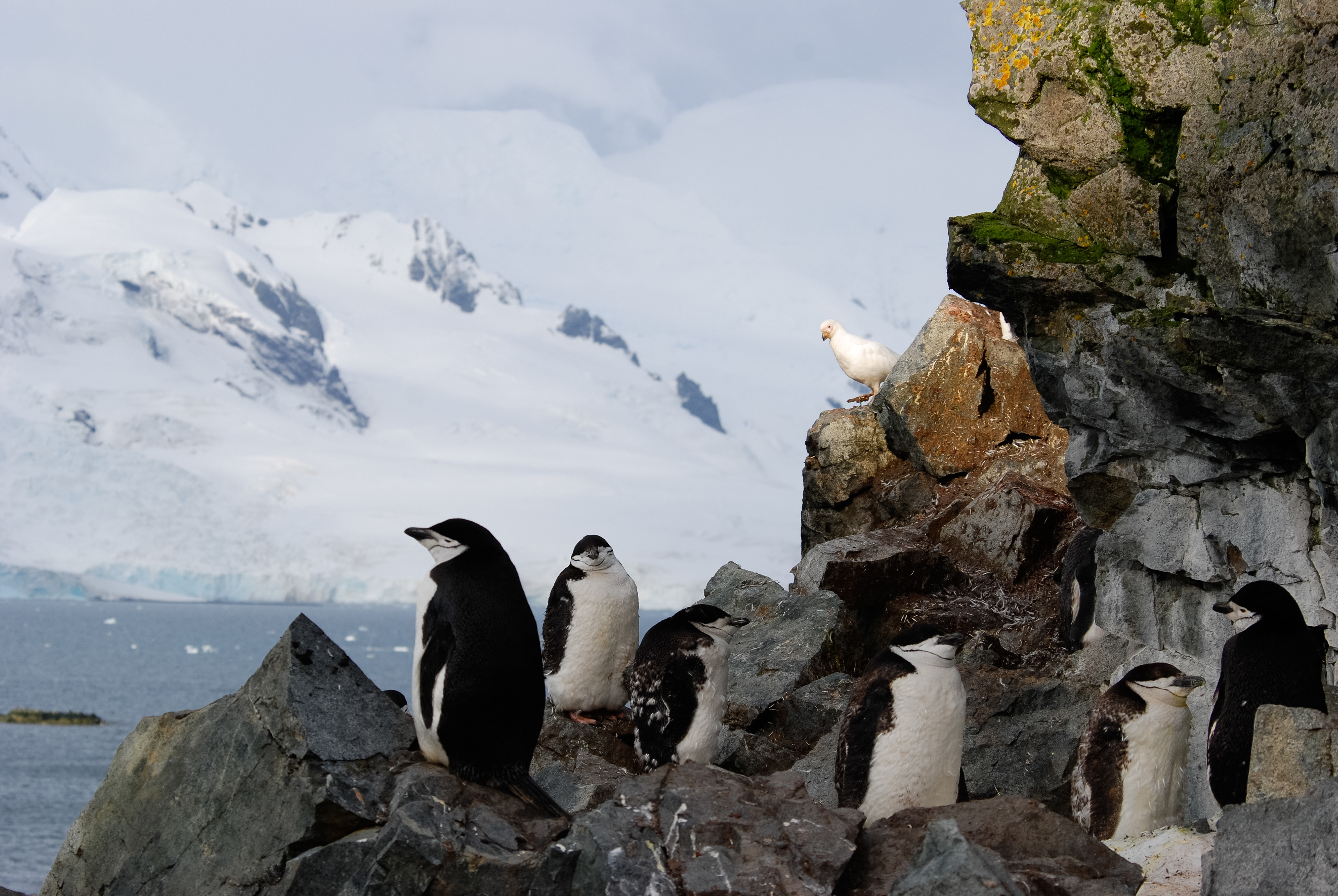 Chinstrap Penguin (Pygoscelis antarcticus), Half Moon Island, South Shetland Islands
