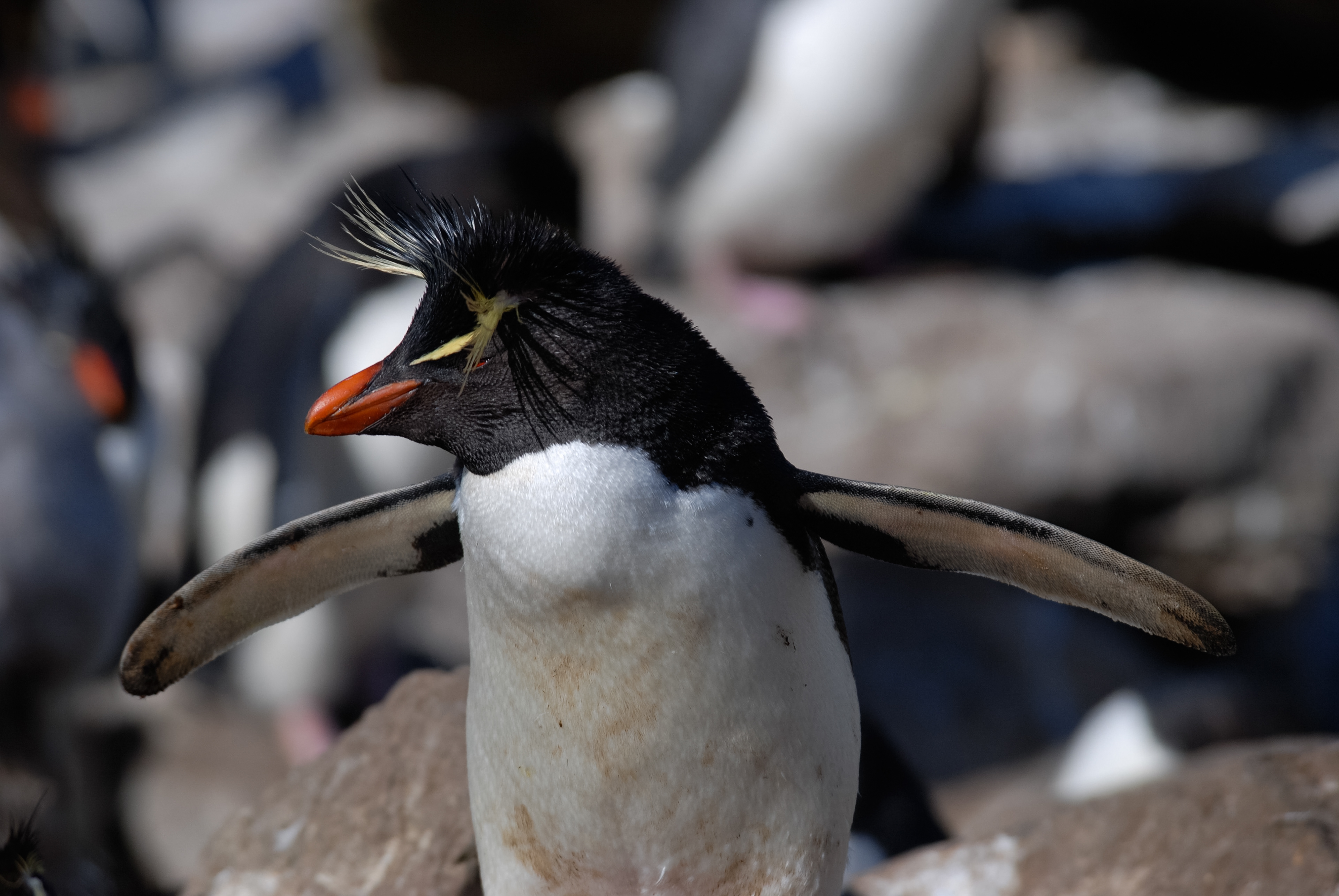 Southern Rockhopper Penguin (Eudyptes chrysocome), West Point Island, Falkland Islands