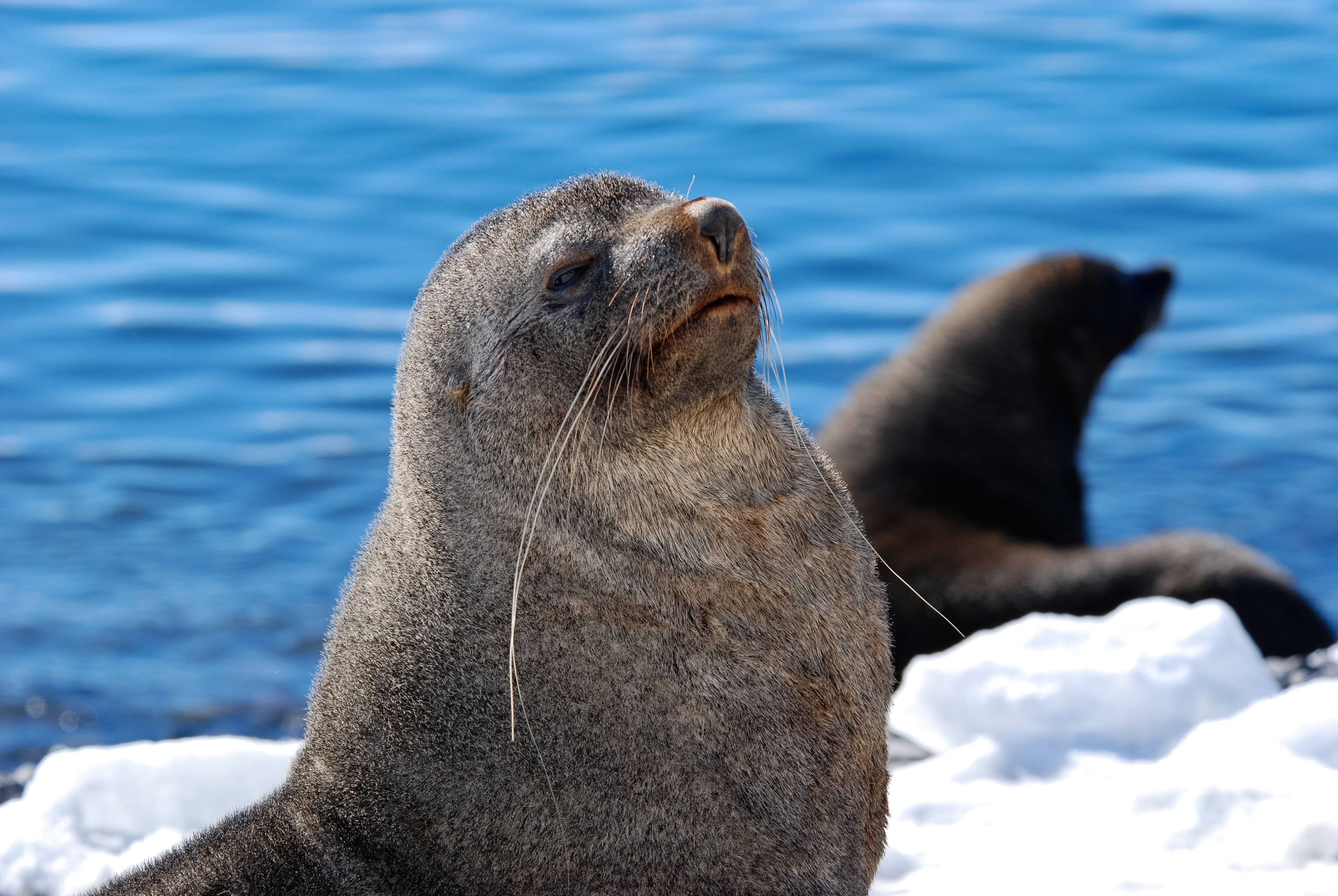 Otaria orsina antartica (Arctocephalus gazella), Paulet Island, Antarctic Peninsula