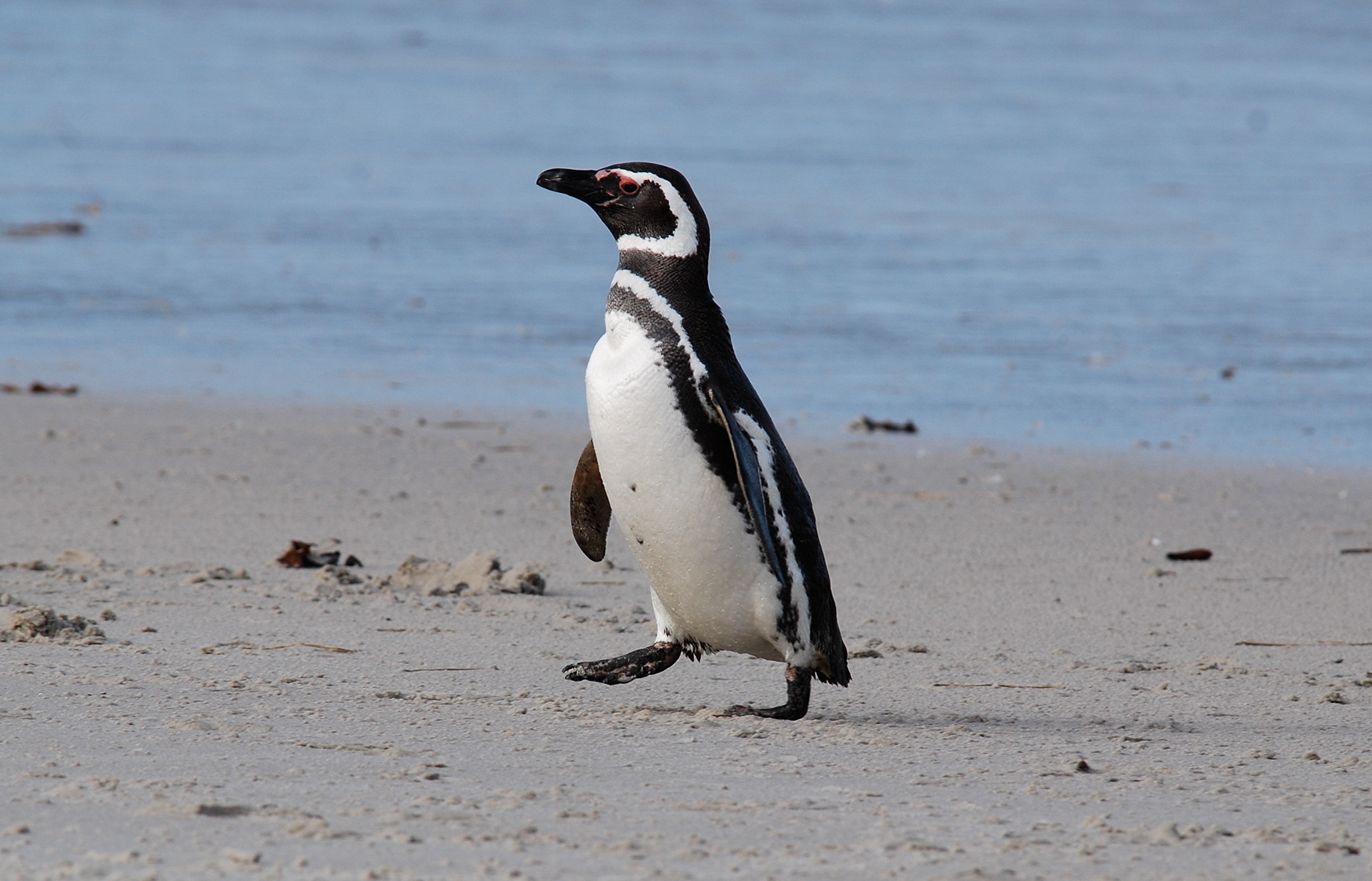 Magellanic Penguin (Spheniscus magellanicus), Carcass Island, Falkland Islands