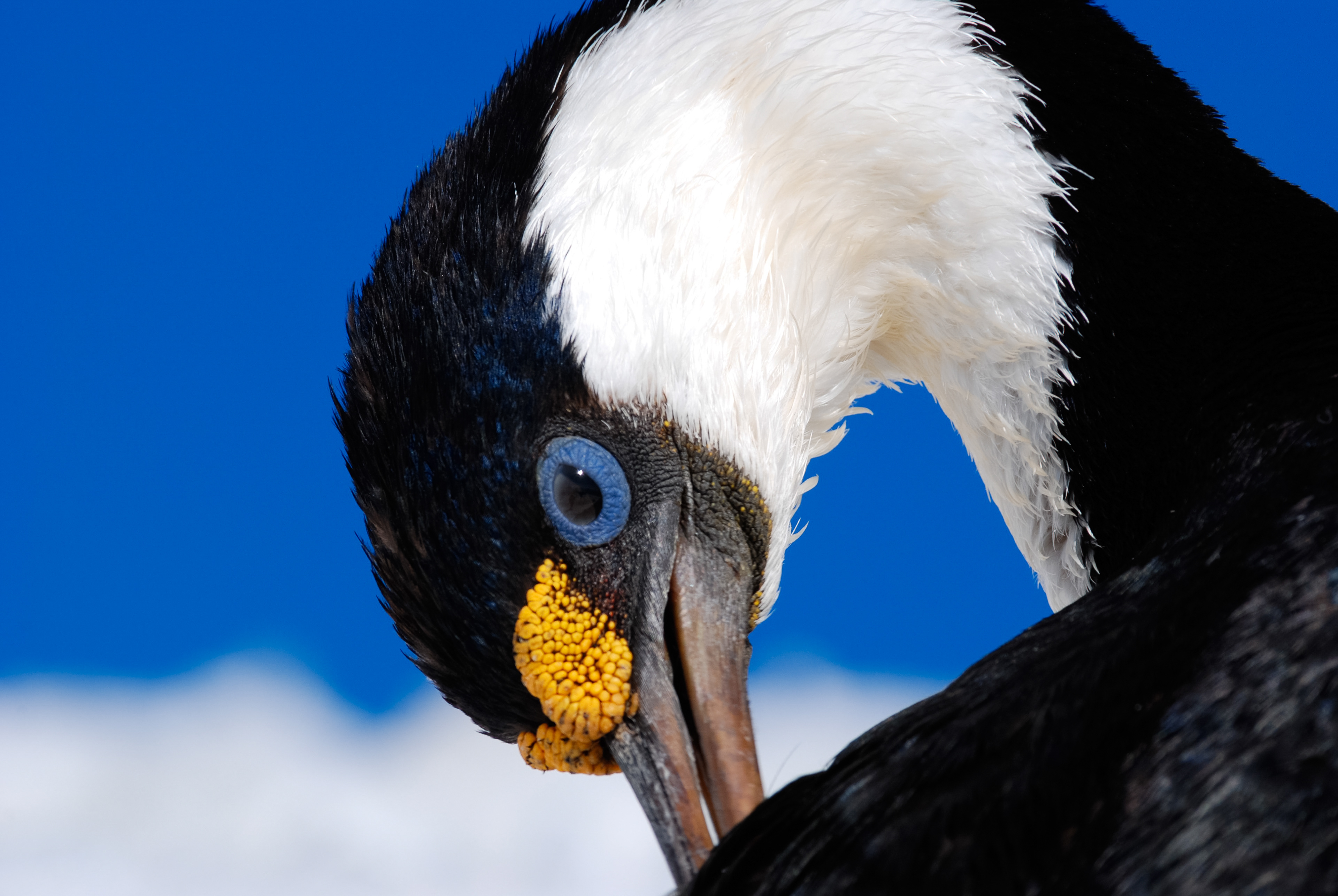 Antarctic Shag (Leucocarbo bransfieldensis), Paulet Island, Antarctic Peninsula