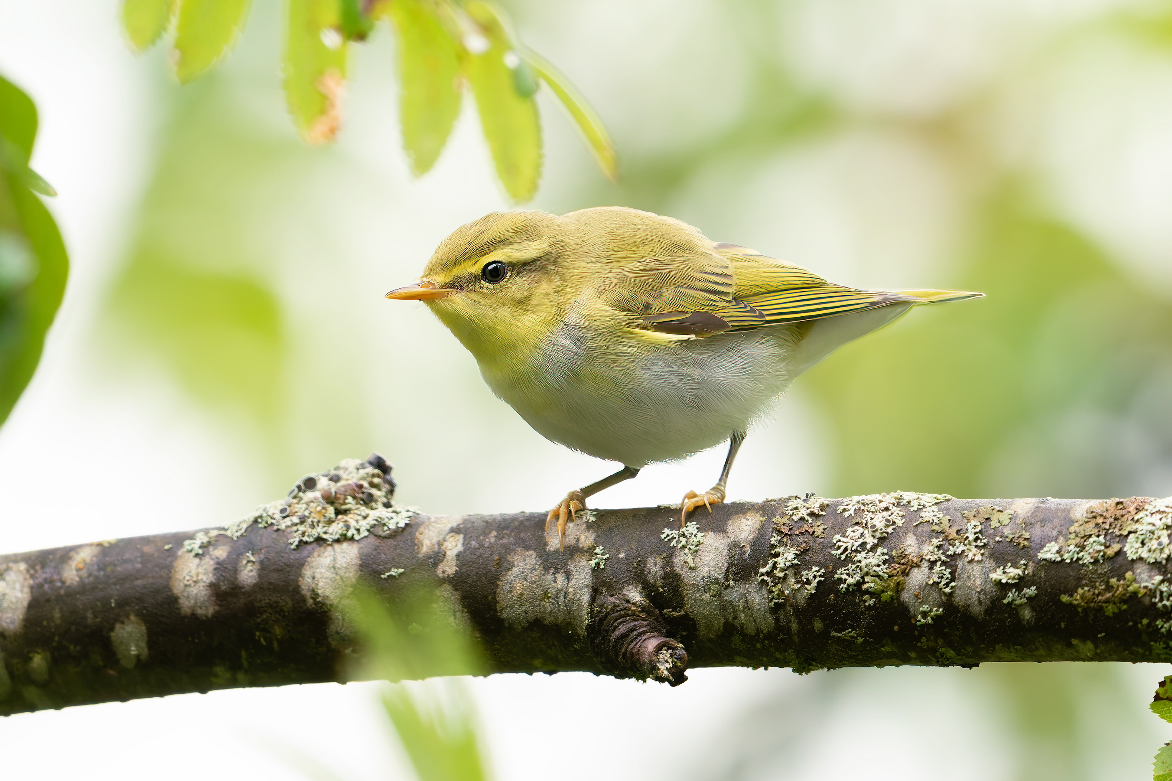 Lu' verde (Phylloscopus sibilatrix)