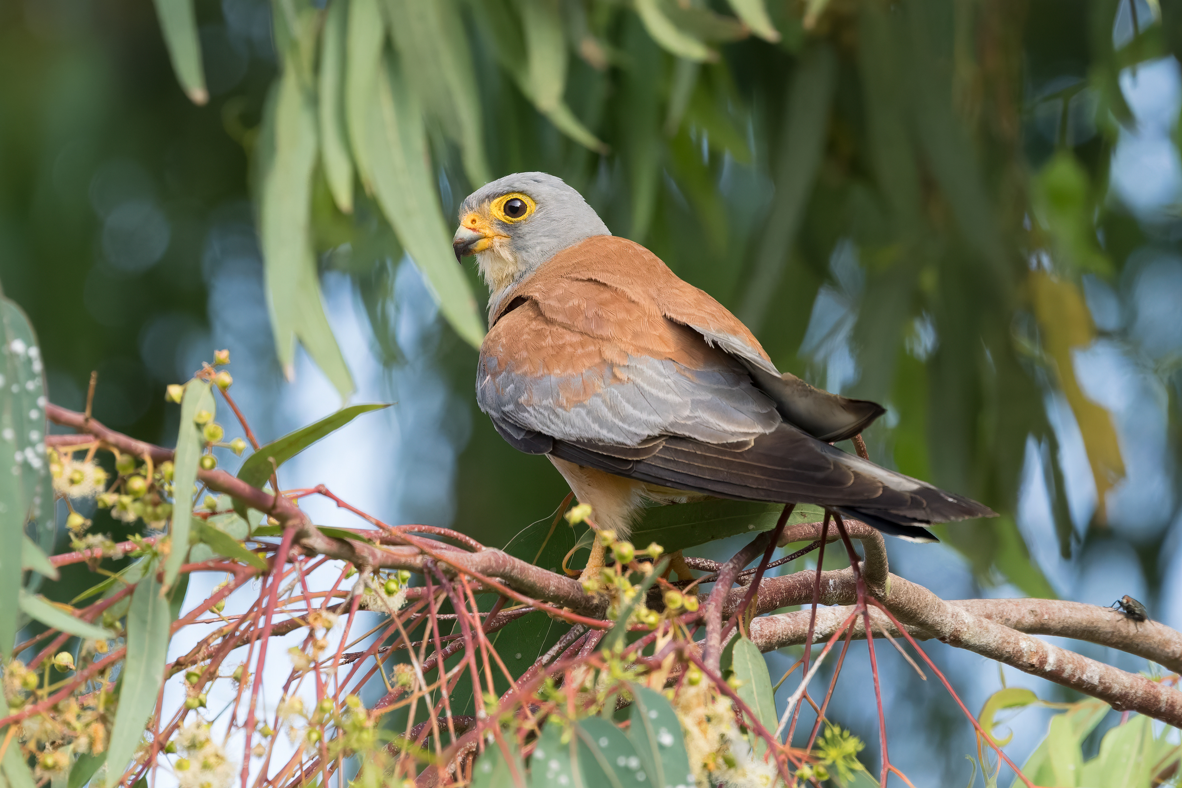 Grillaio (Falco naumanni)