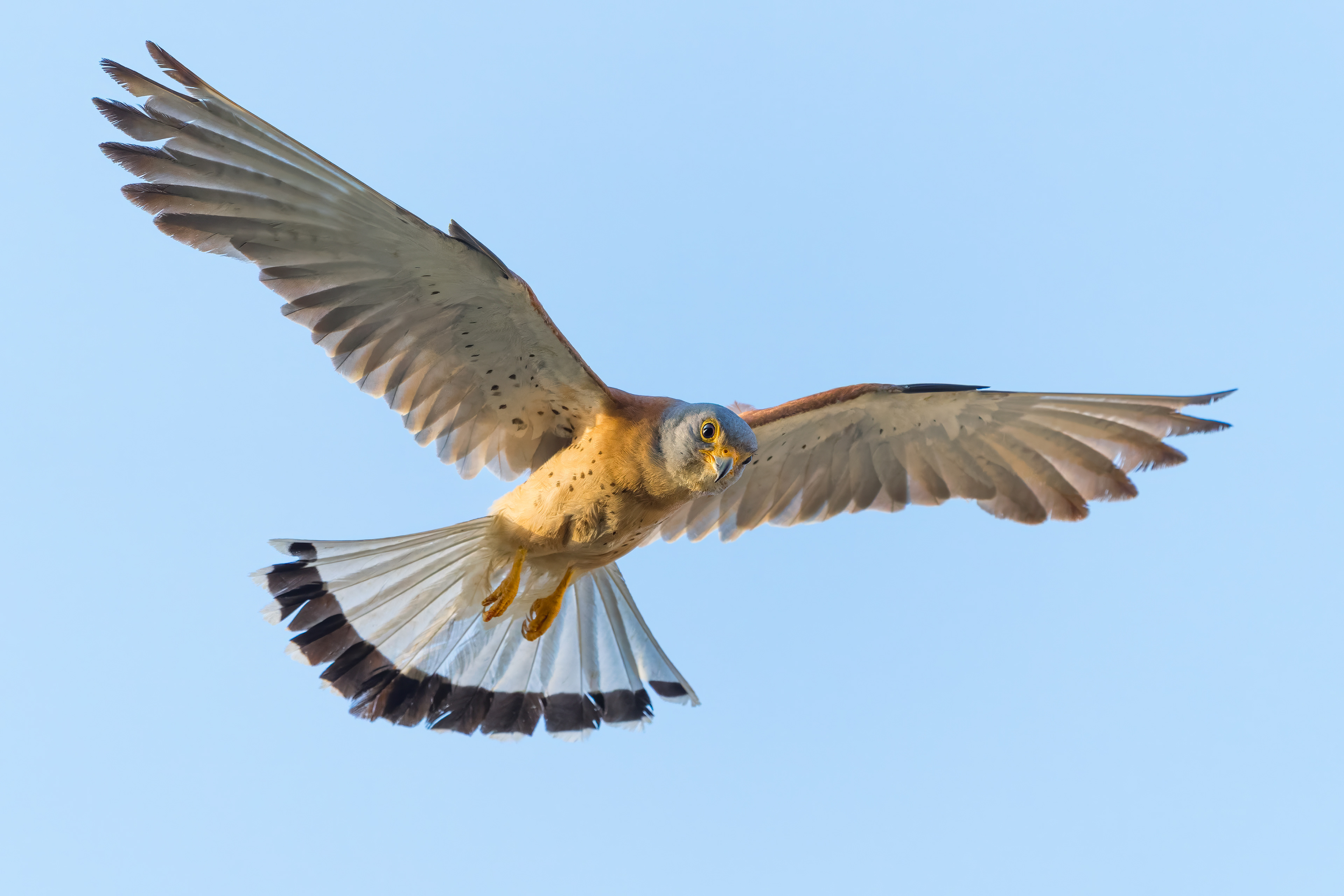 Grillaio (Falco naumanni)