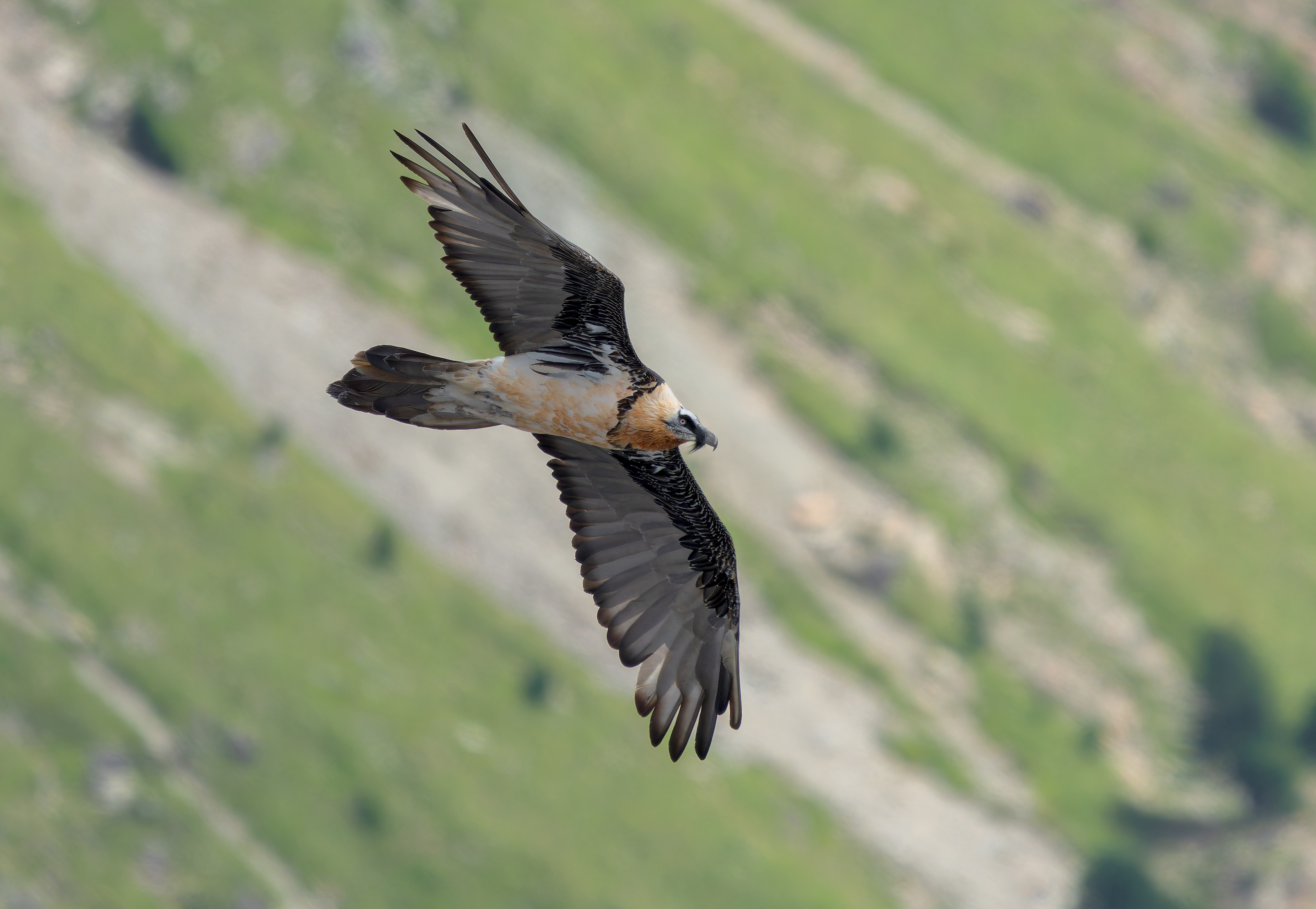 Gipeto (Gypaetus barbatus)
