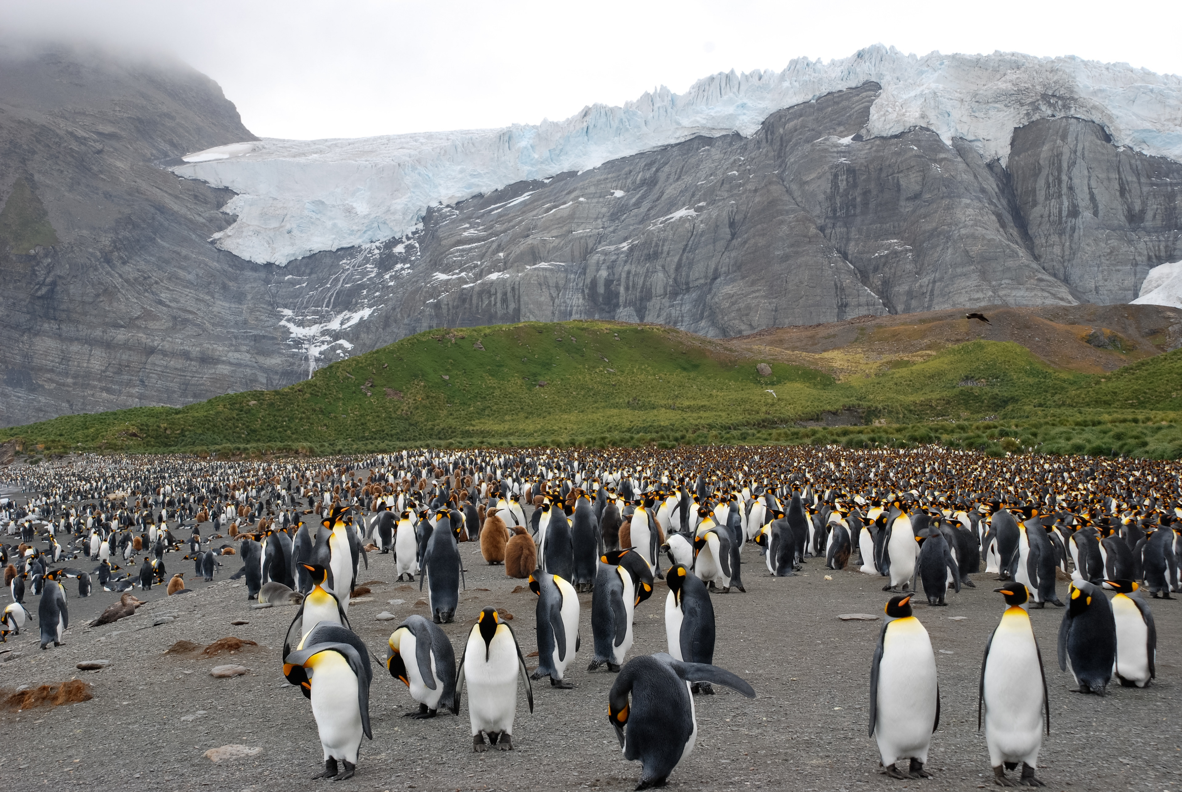 King Penguin (Aptenodytes patagonicus), Gold Harbour, South Georgia