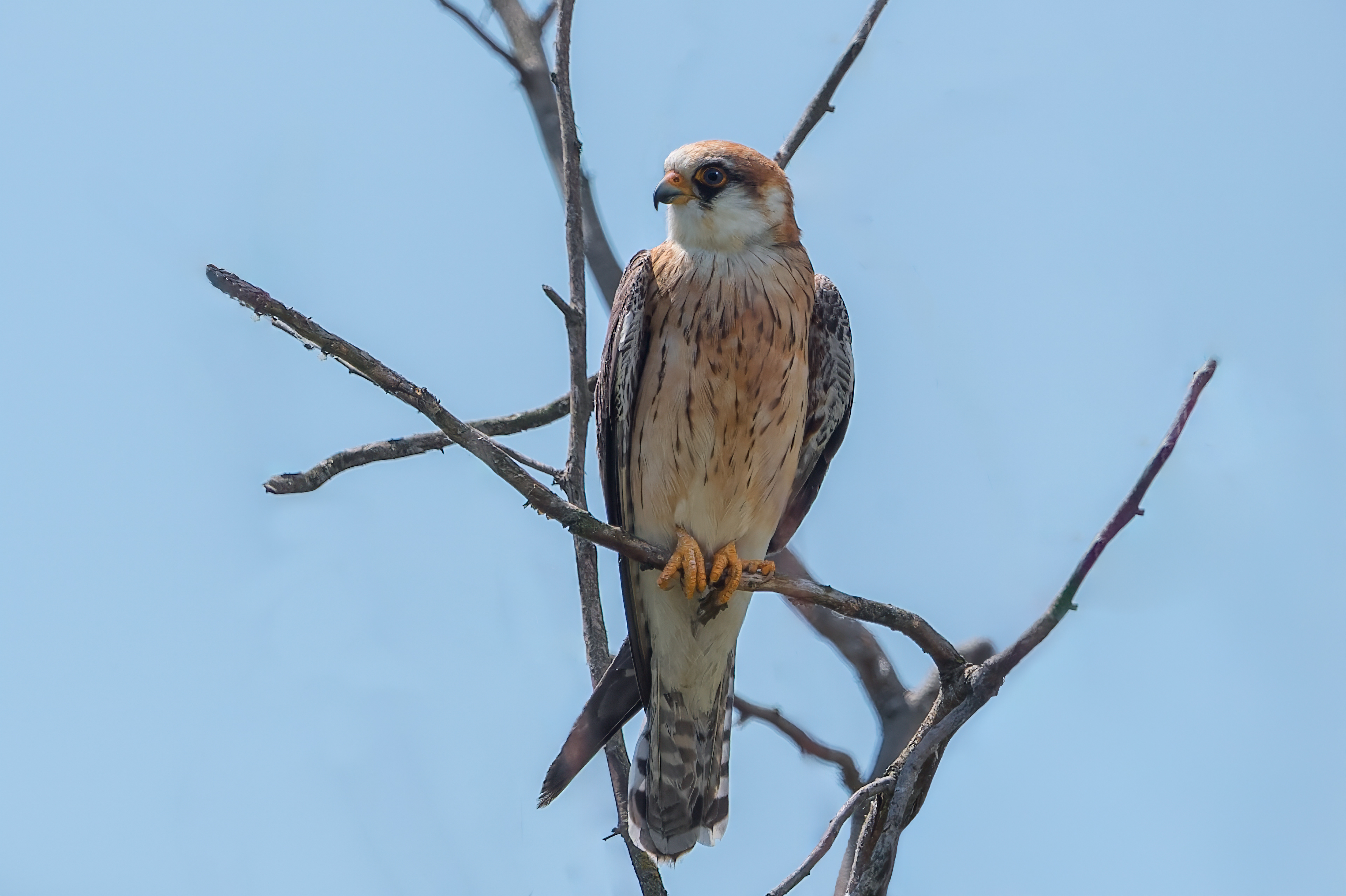 Falco cuculo (Falco vespertinus)