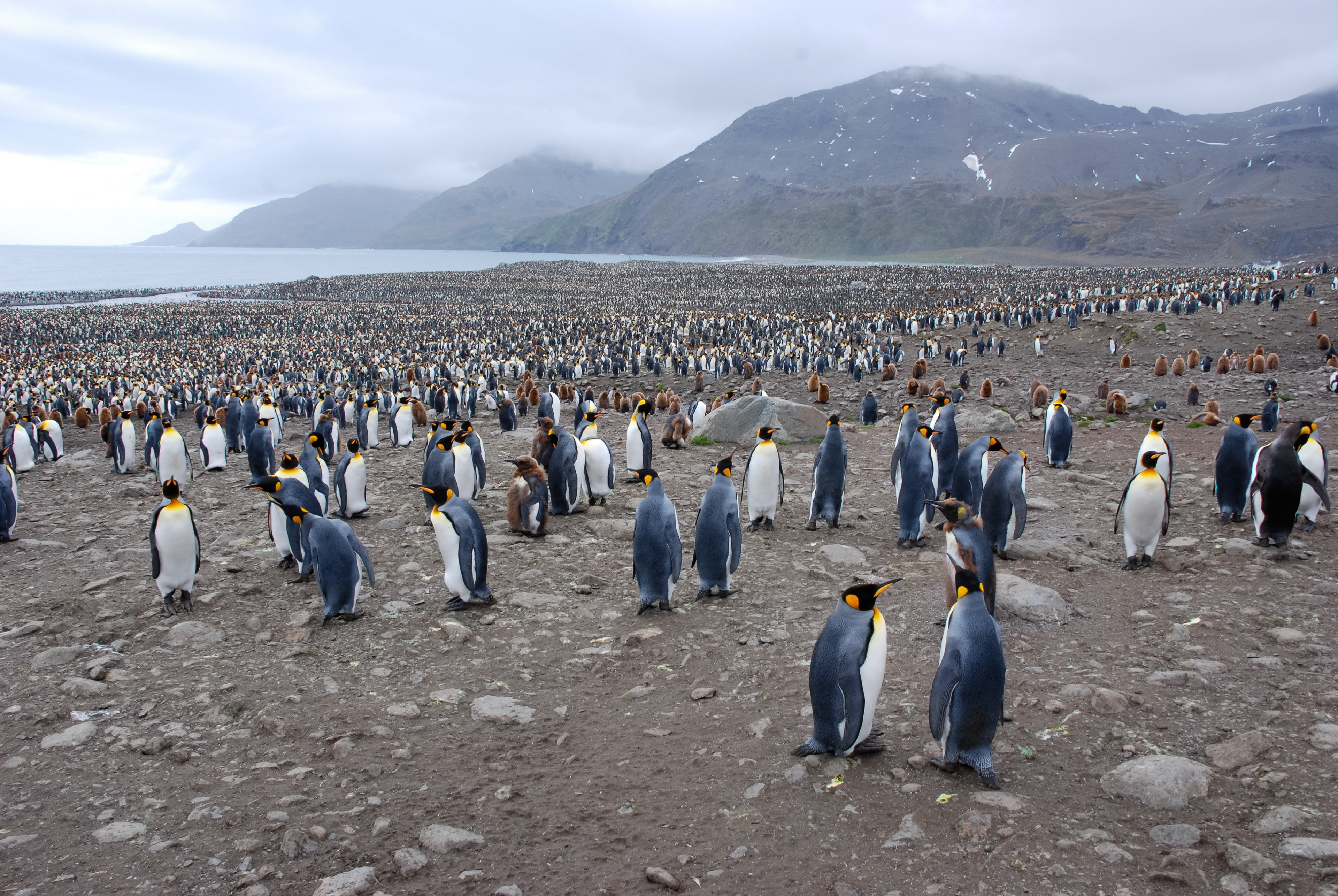 King Penguin (Aptenodytes patagonicus), St. Andrew Bay, South Georgia