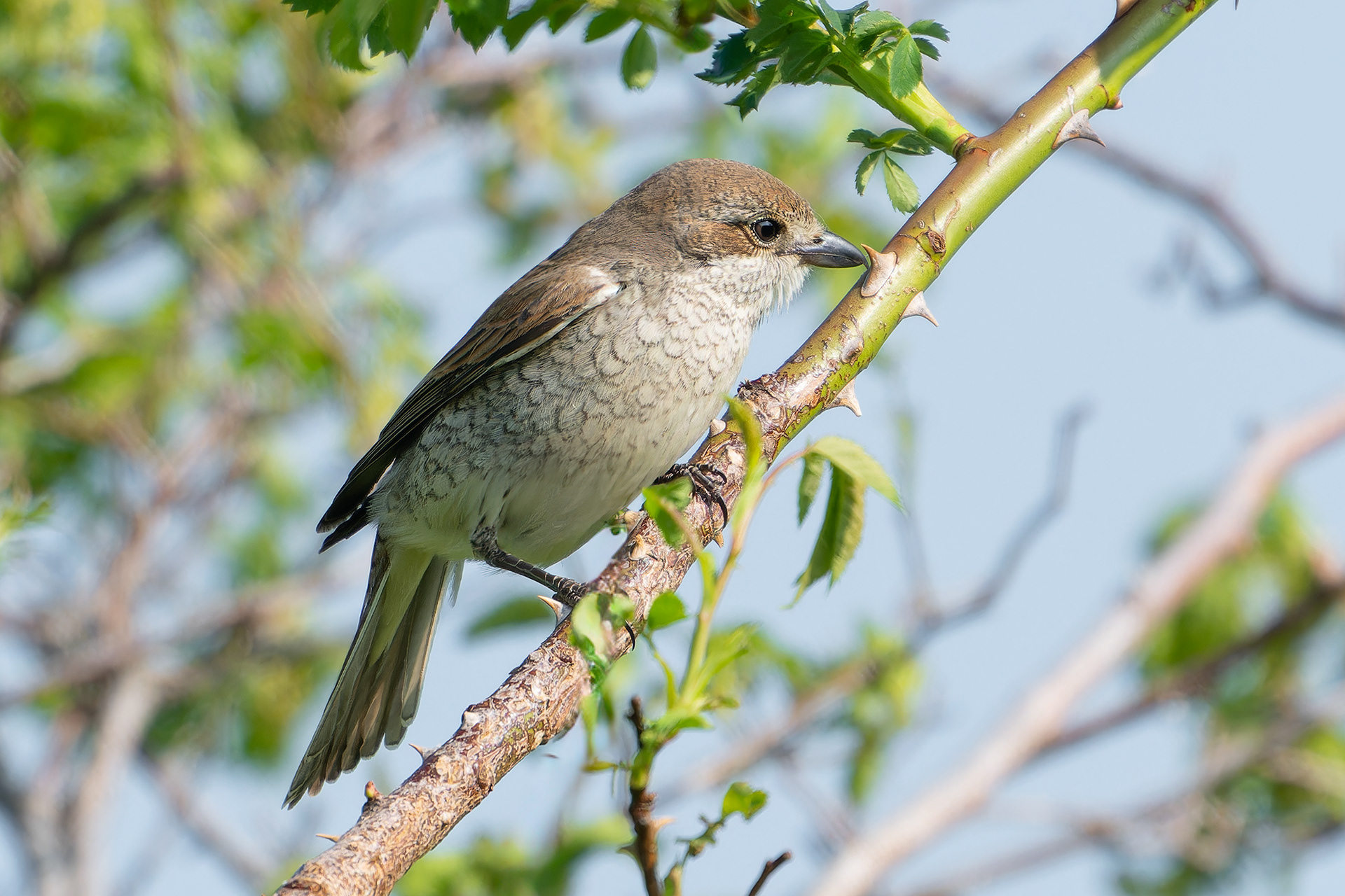 Averla piccola (Lanius collurio)