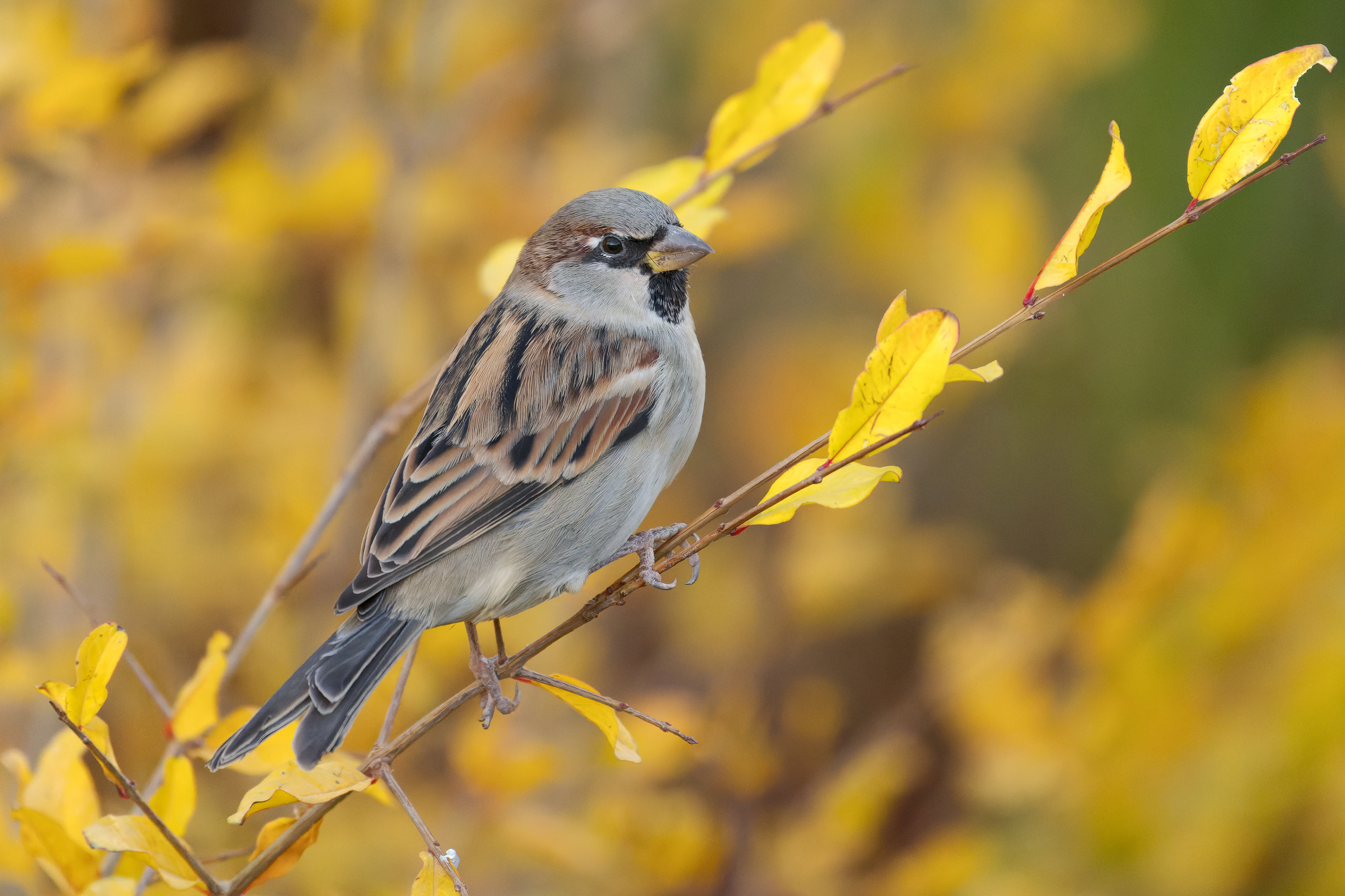 Passera Europea (Passer domesticus)