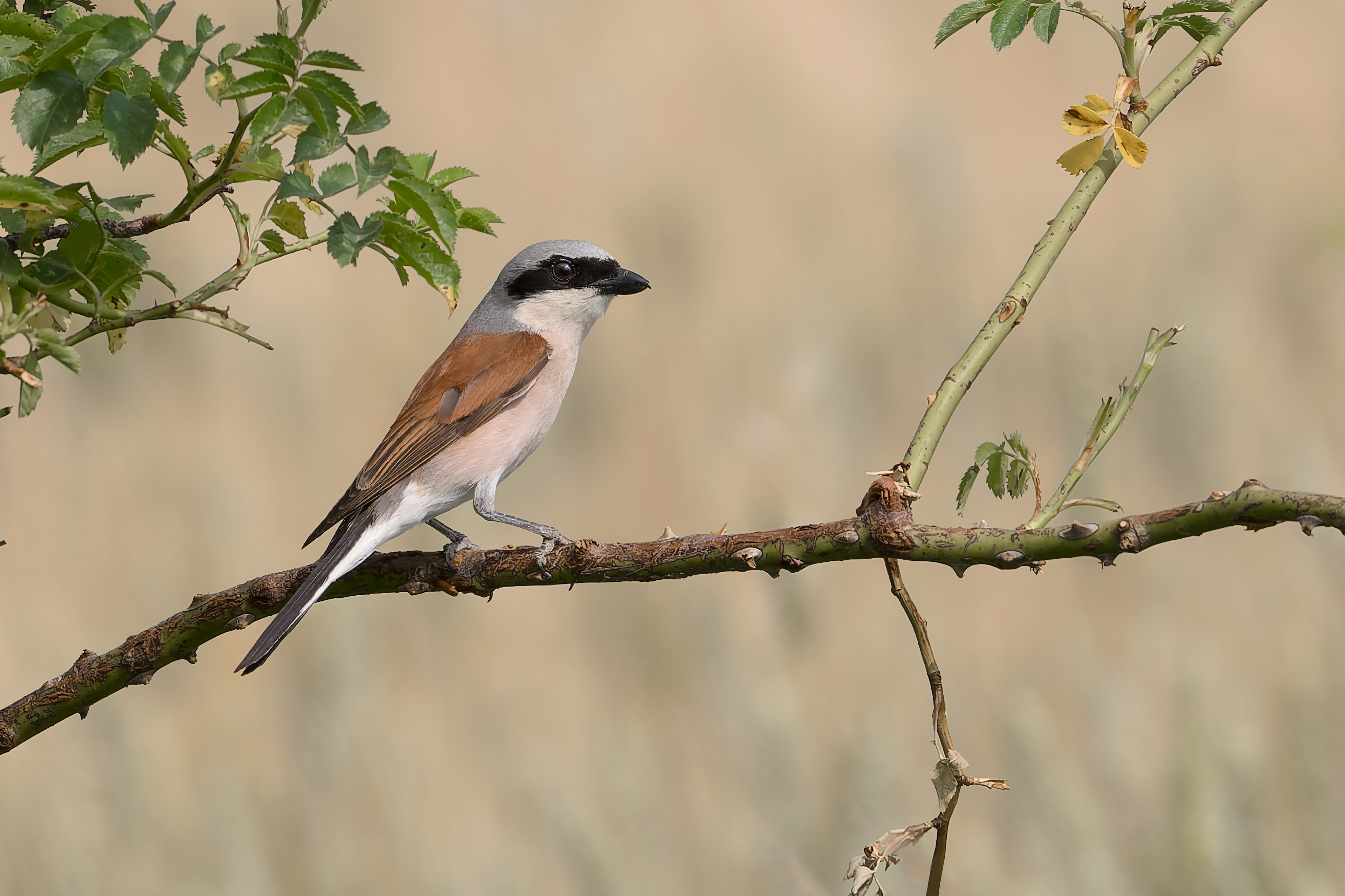 Averla piccola (Lanius collurio)