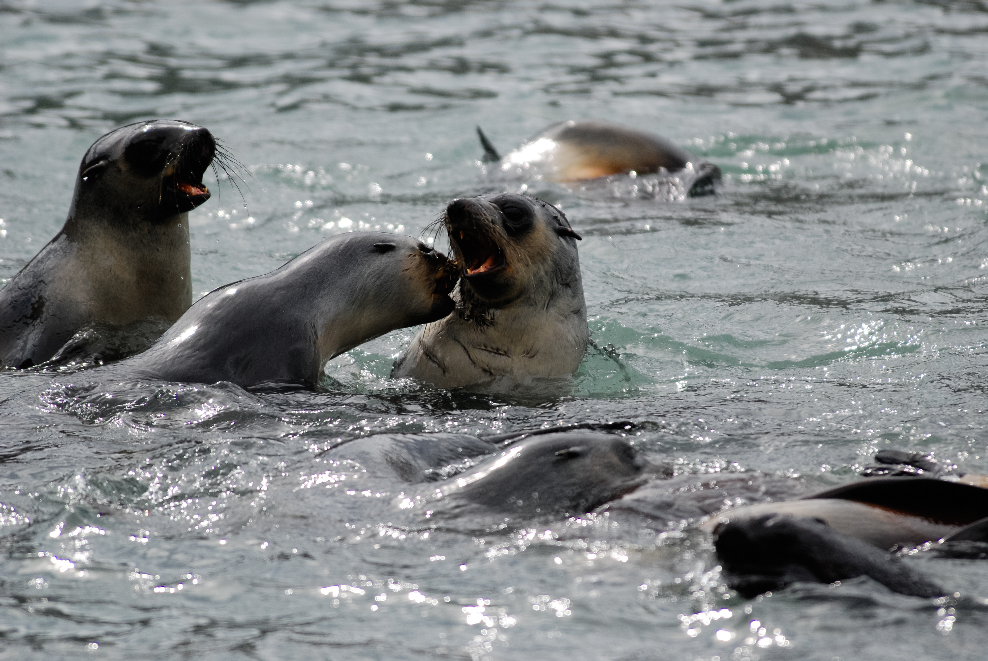 Otaria orsina antartica (Arctocephalus gazella), Grytviken, South Georgia