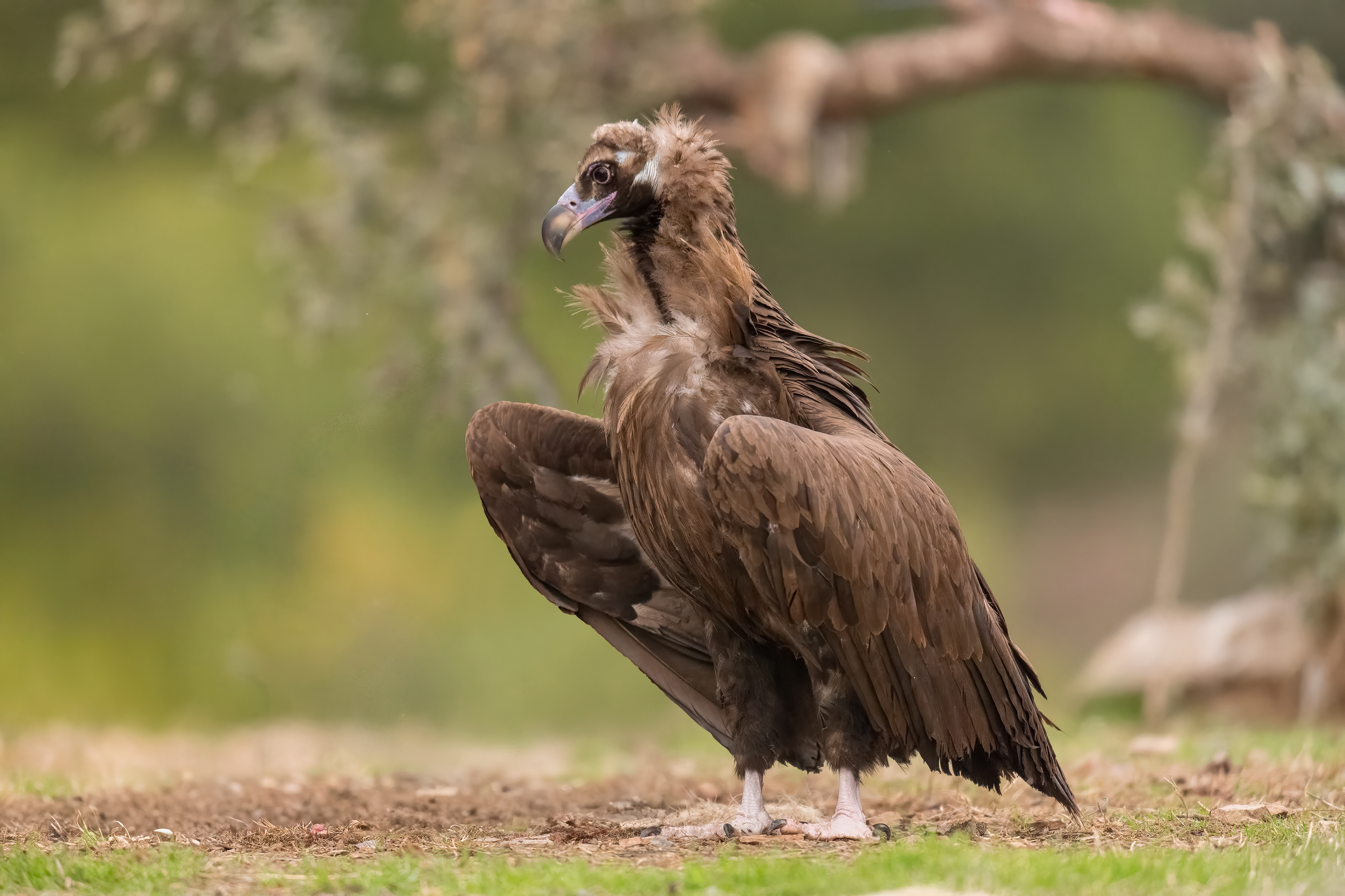 Avvoltoio monaco (Aegypius monachus)