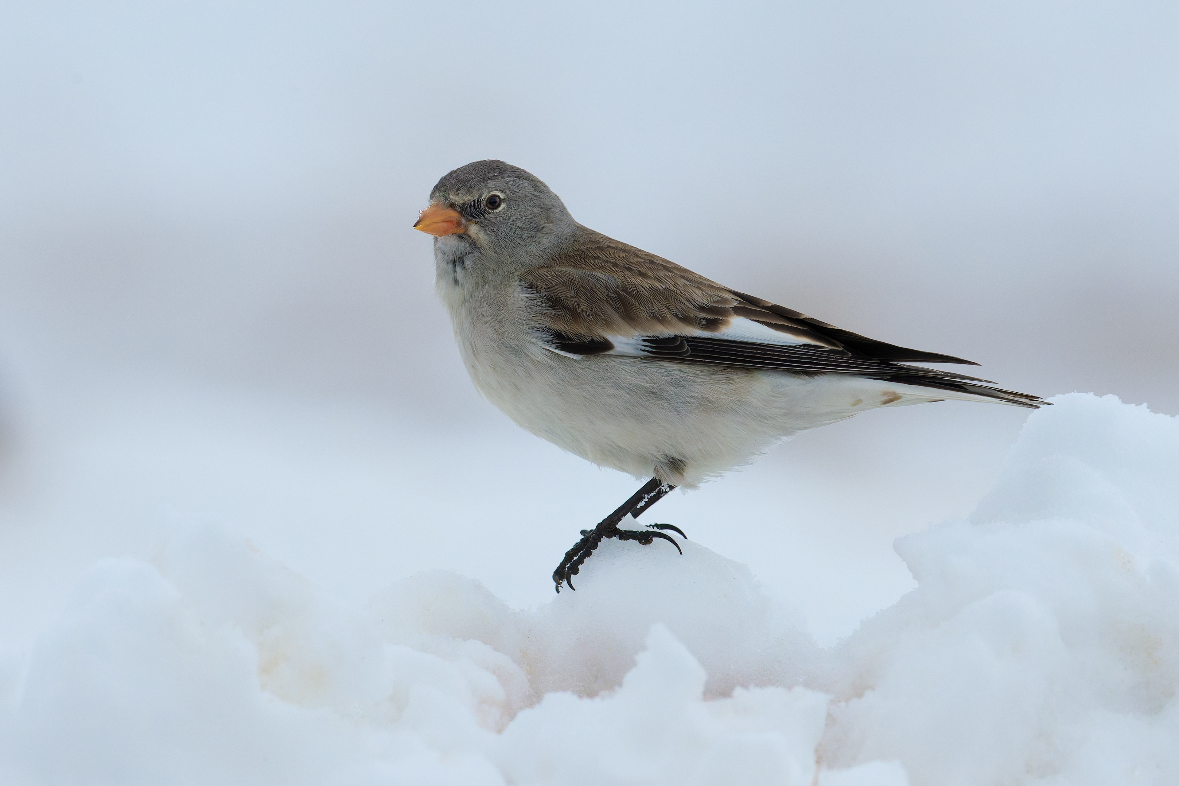 Fringuello alpino (Montifringilla nivalis)