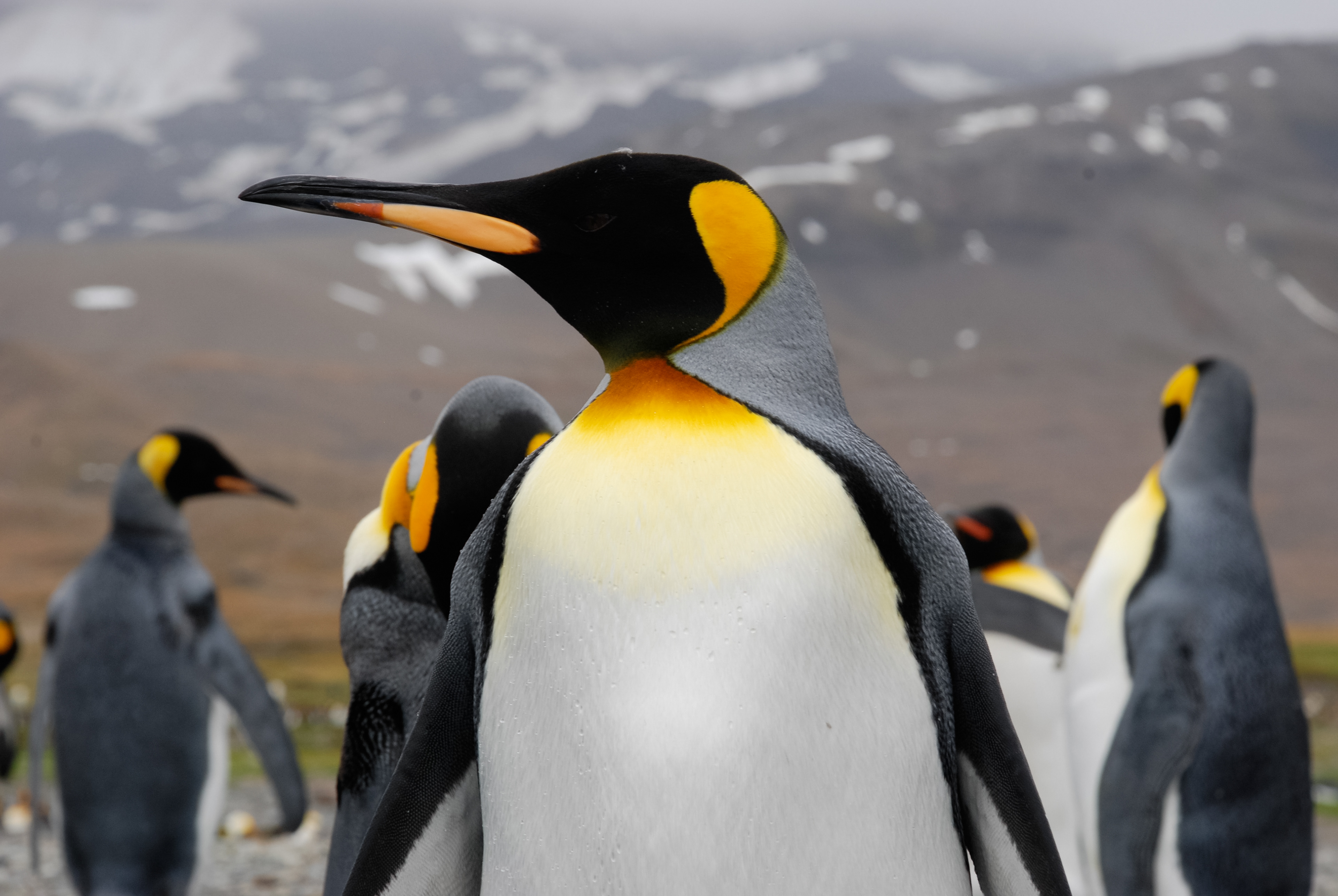 King Penguin (Aptenodytes patagonicus), St. Andrew Bay, South Georgia