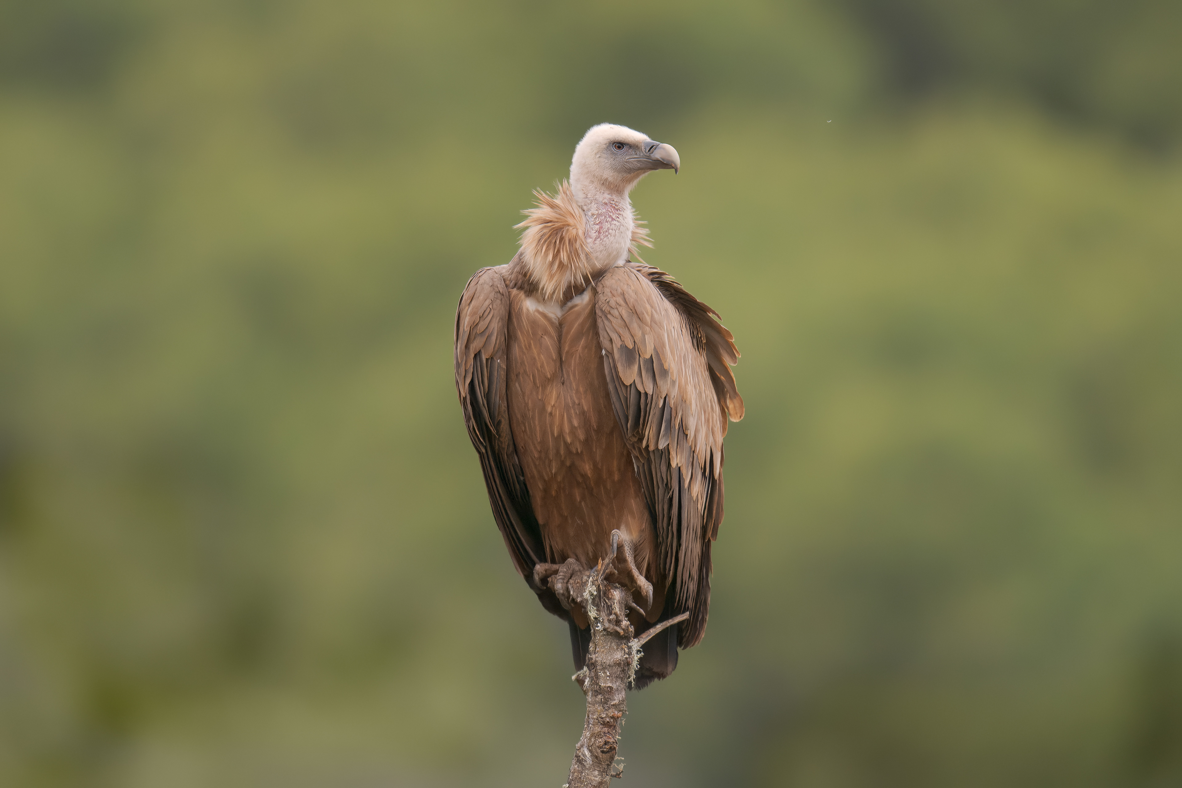 Grifone (Gyps fulvus)