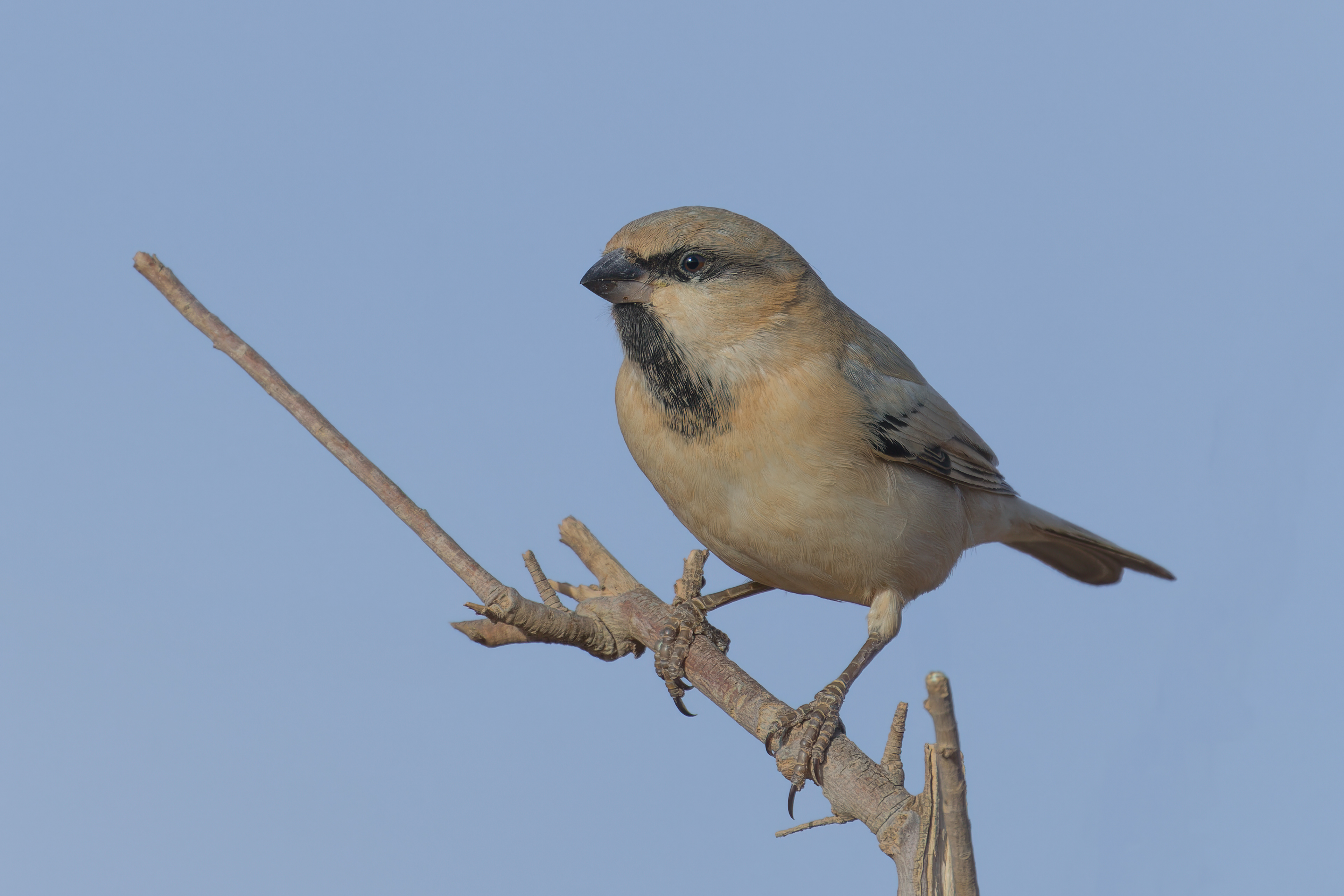 Passero del deserto (Passer simplex)