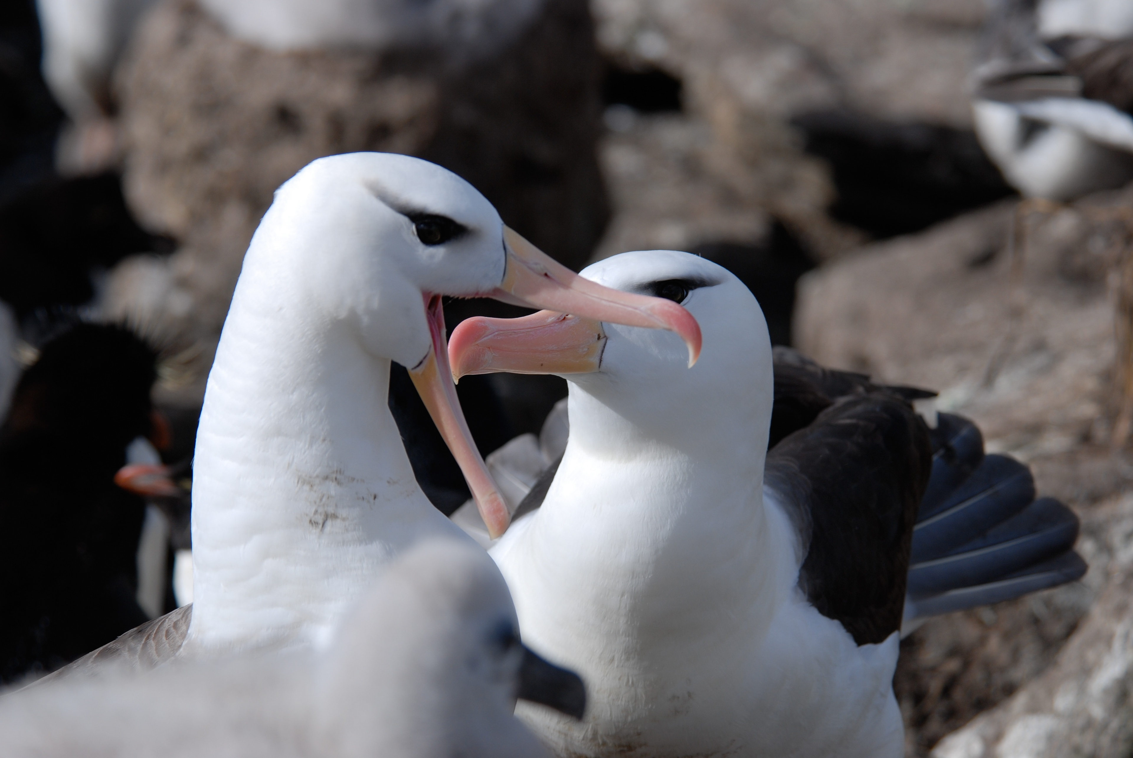 Albatro sopracciglineri (Thalassarche melanophris), West Point Island, Falkland Islands