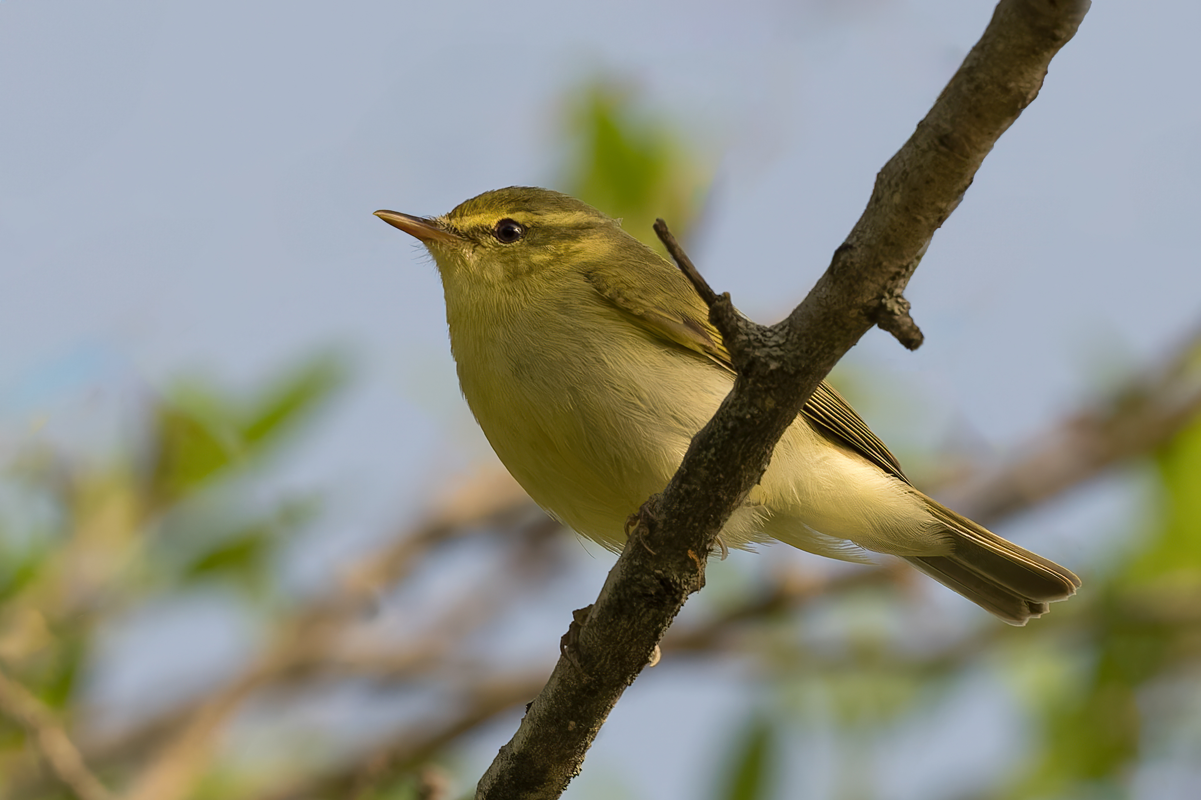 Luì nitido (Phylloscopus nitidus)
