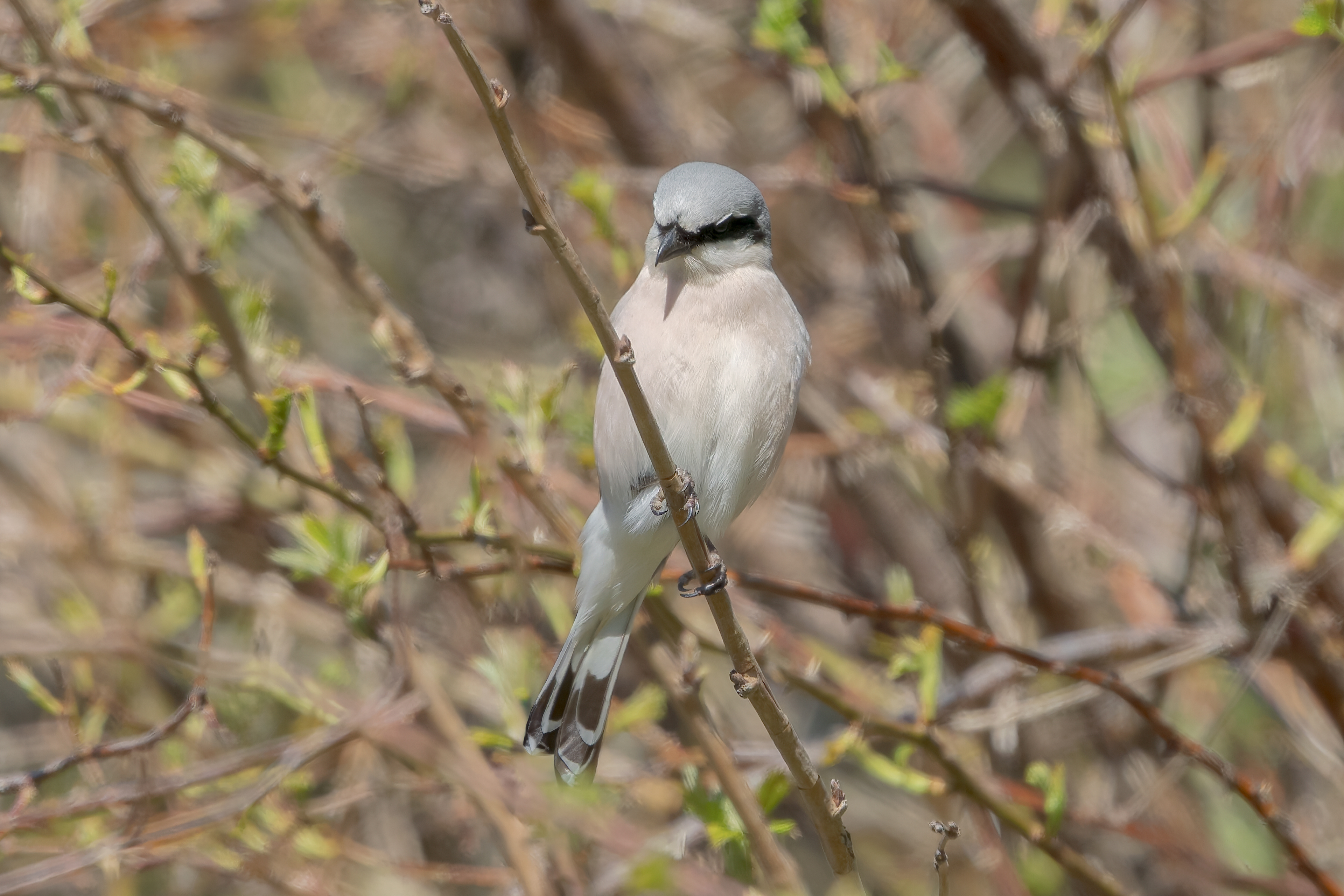 Averla piccola (Lanius collurio)