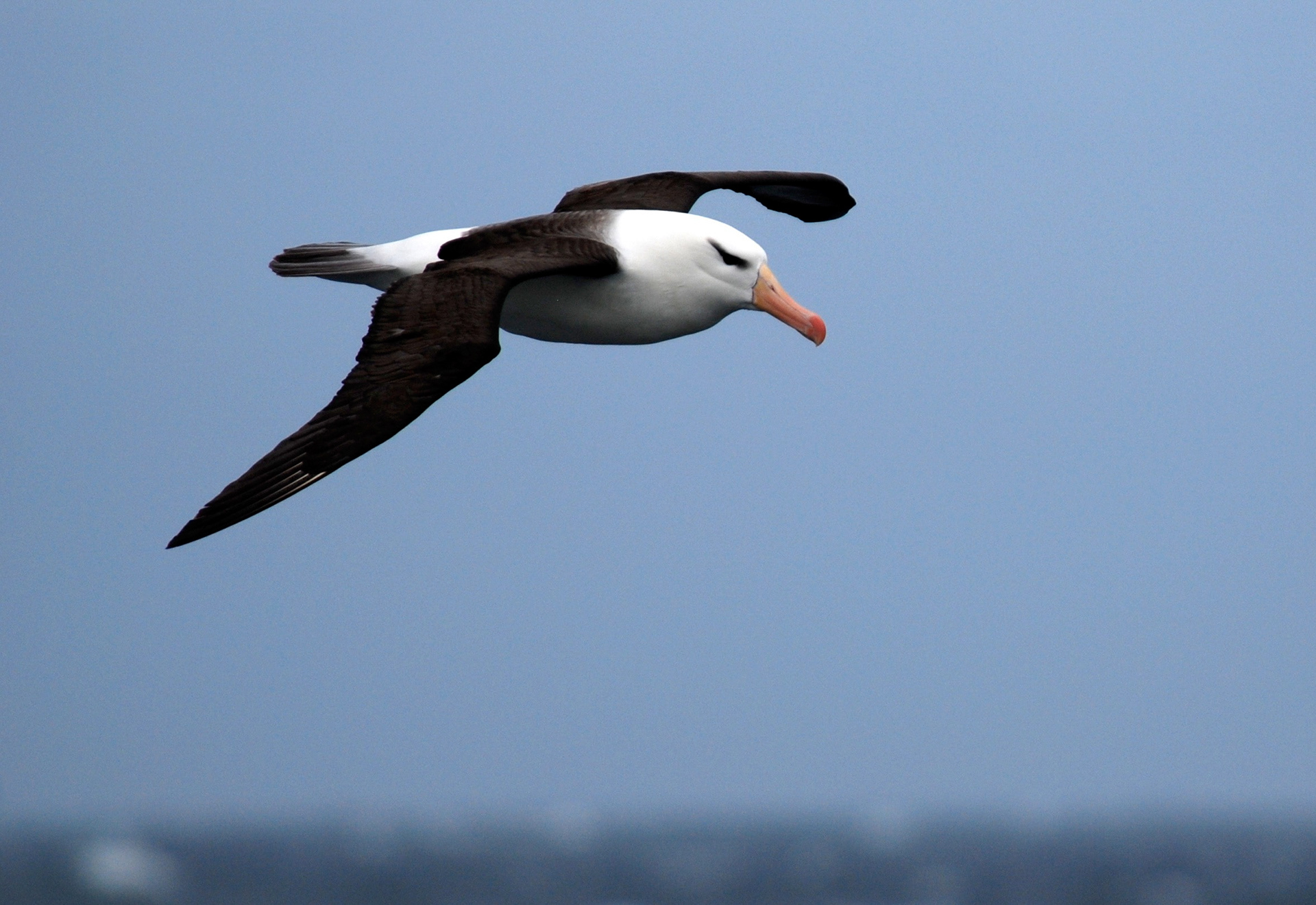 Albatro sopracciglineri (Thalassarche melanophris), South Atlantic Ocean