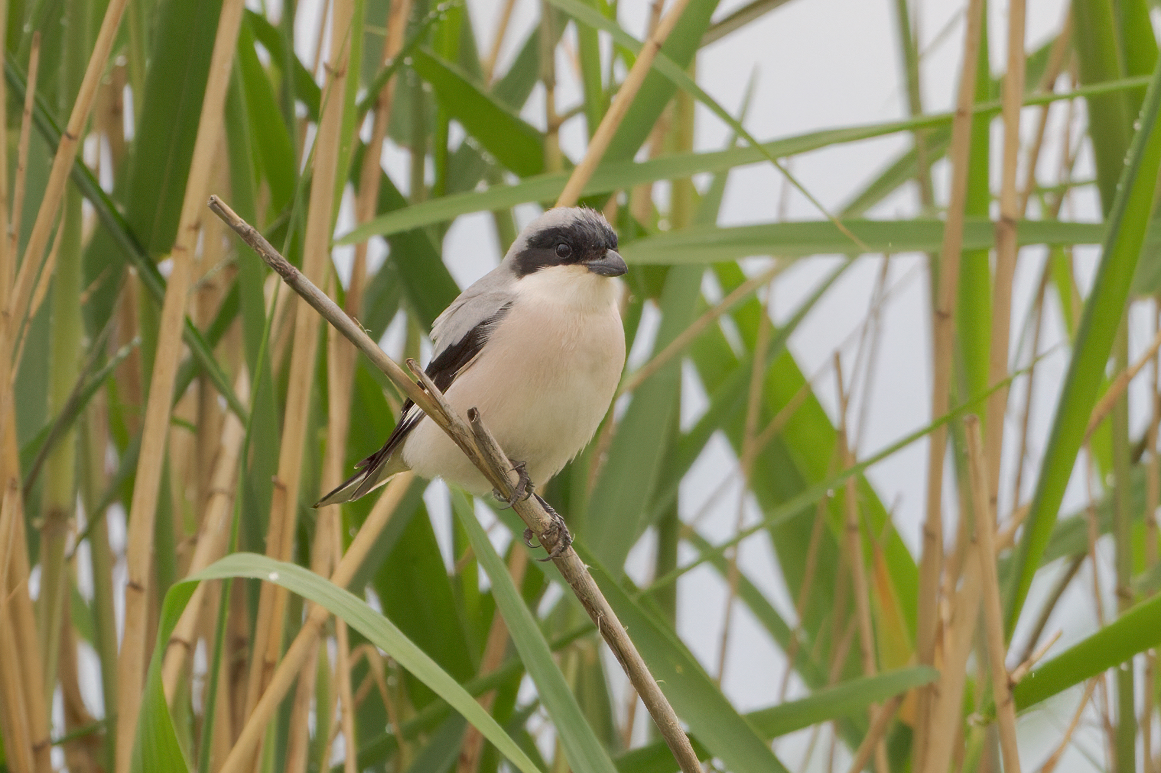 Averla cenerina (Lanius minor)