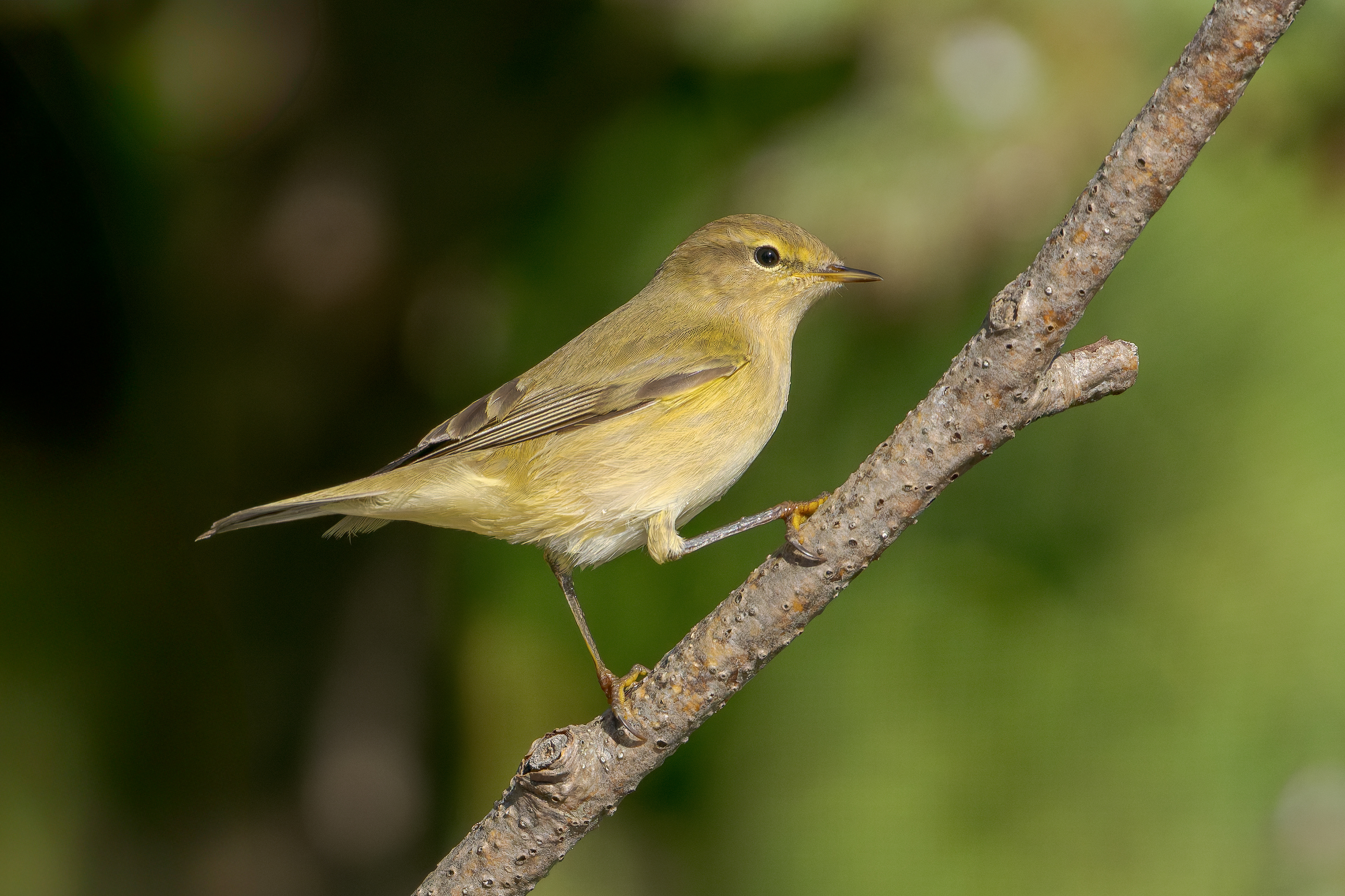 Luì grosso (Phylloscopus trochilus)