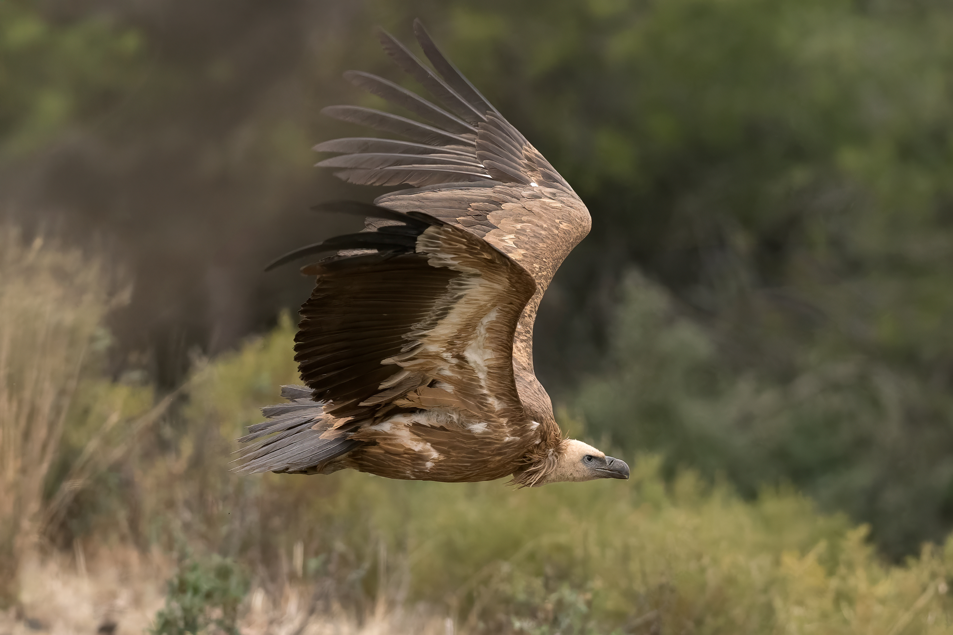 Grifone (Gyps fulvus)