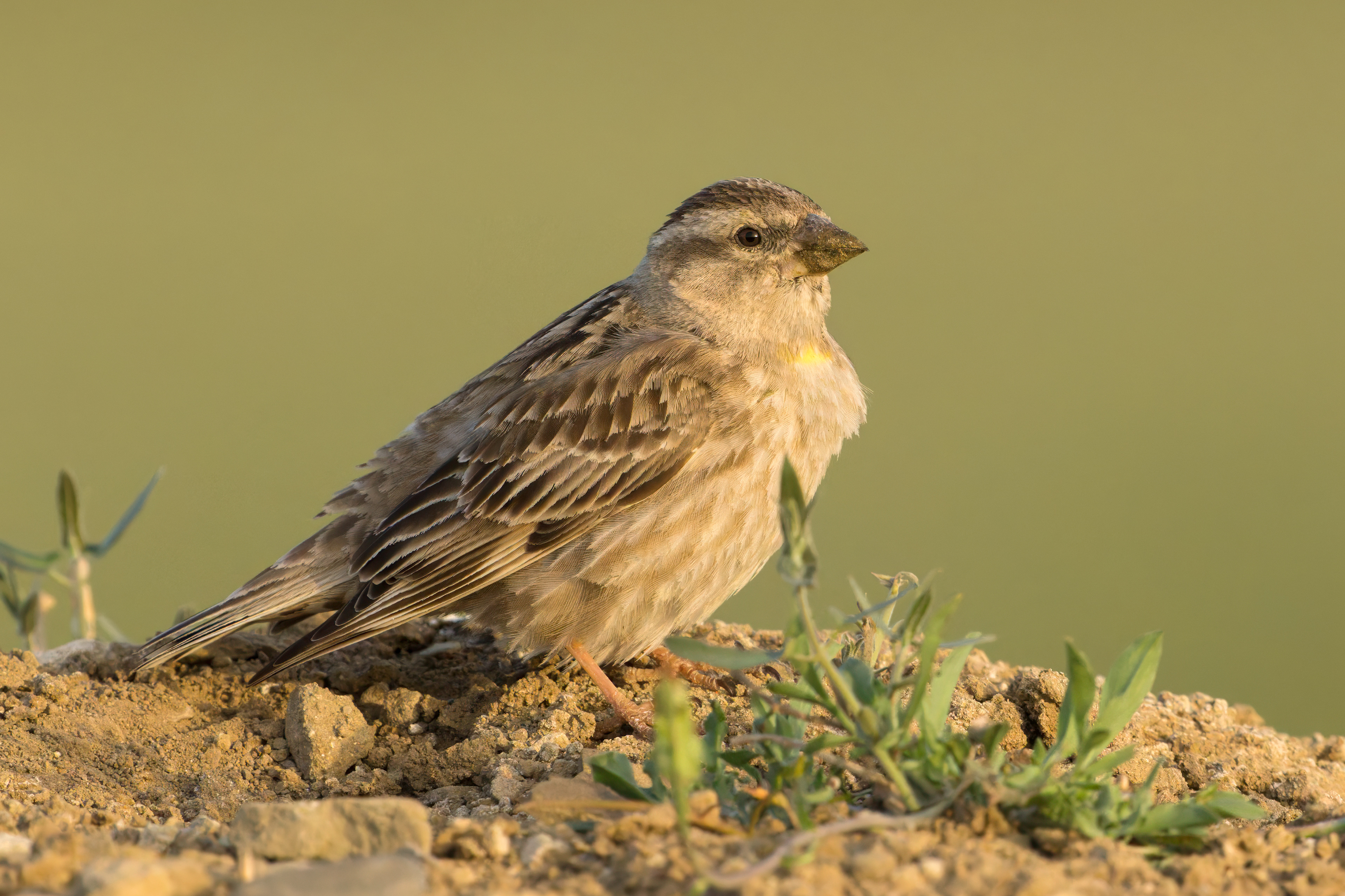 Passera lagia (Petronia petronia)