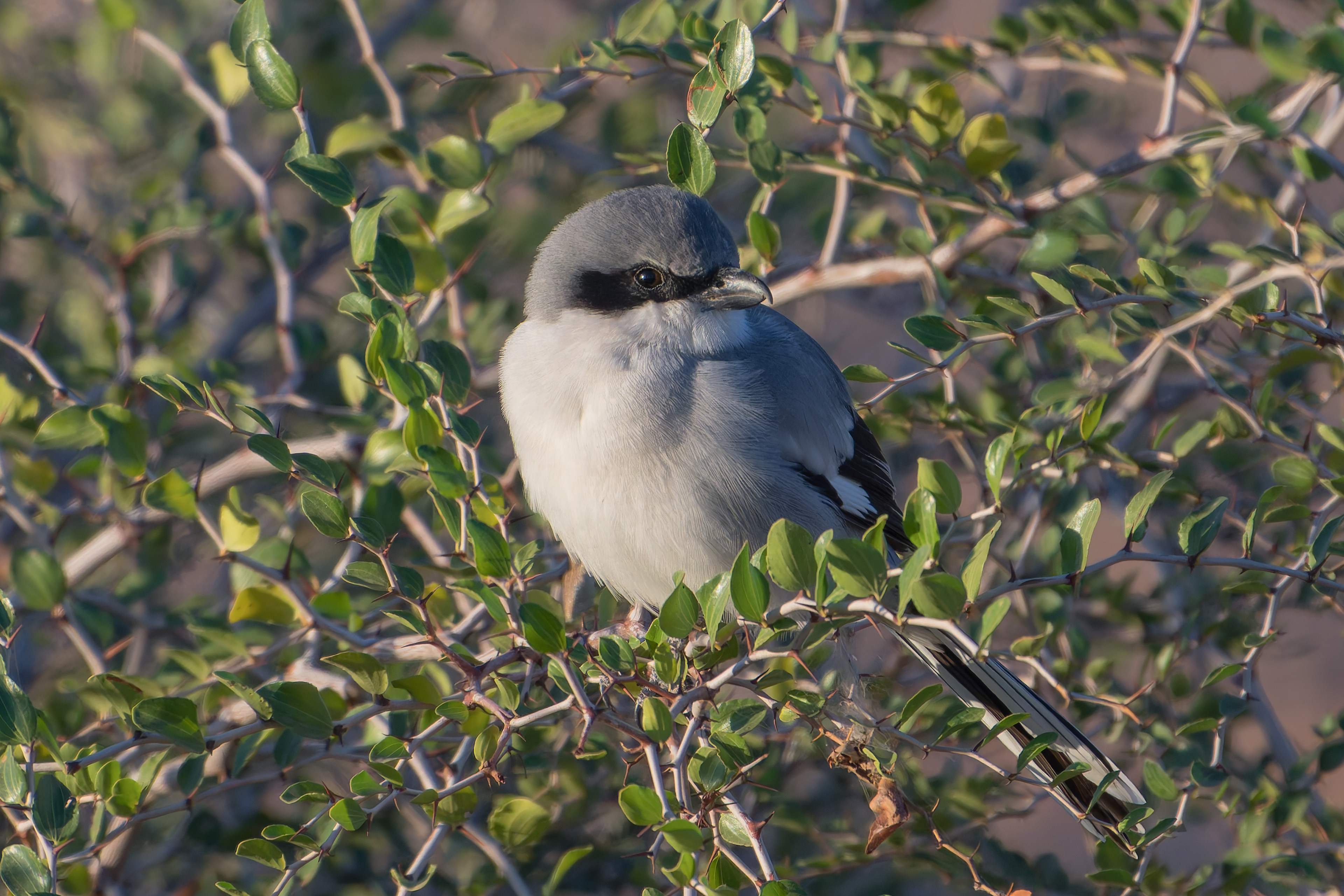 Averla maggiore (Lanius excubitor)