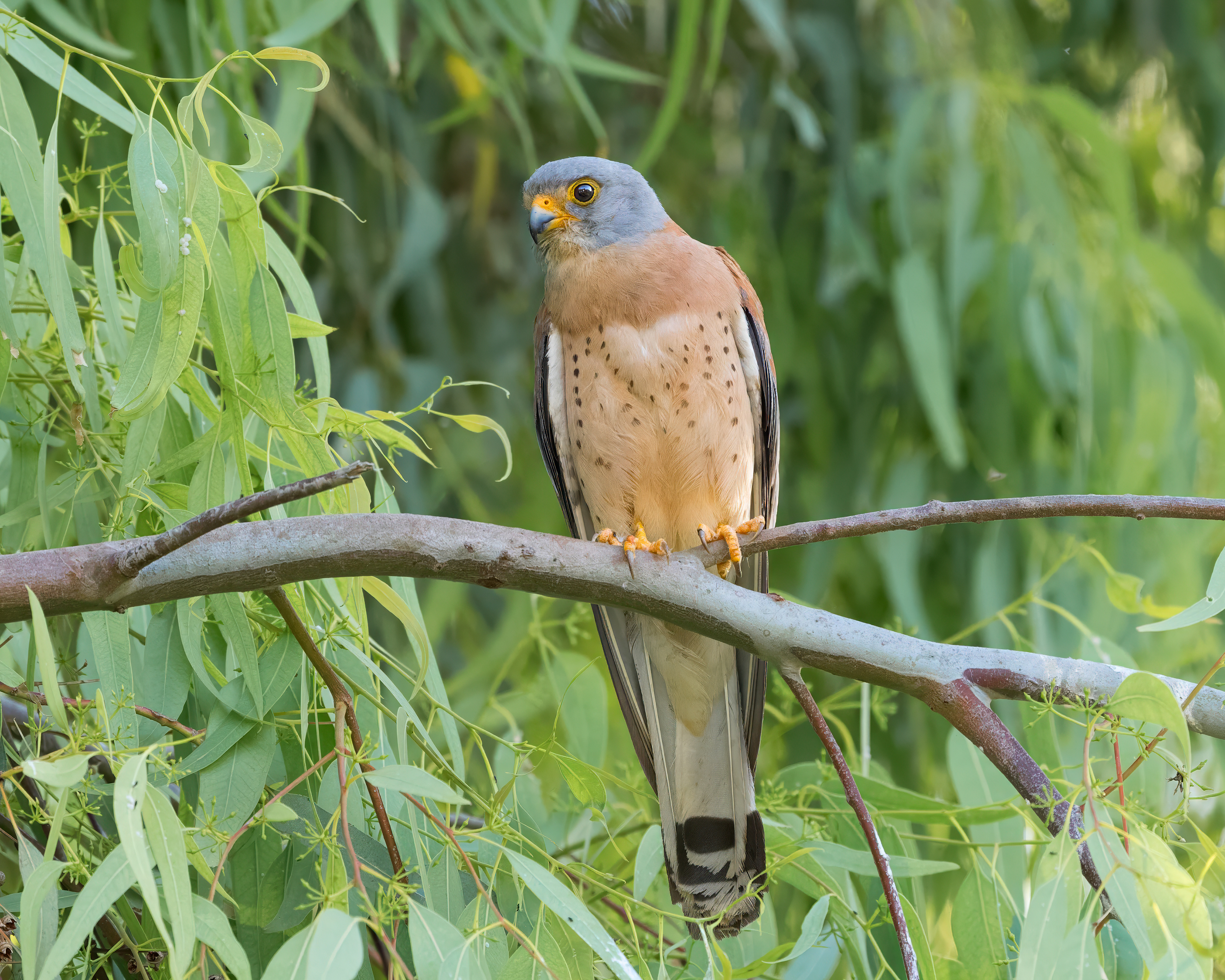 Grillaio (Falco naumanni)