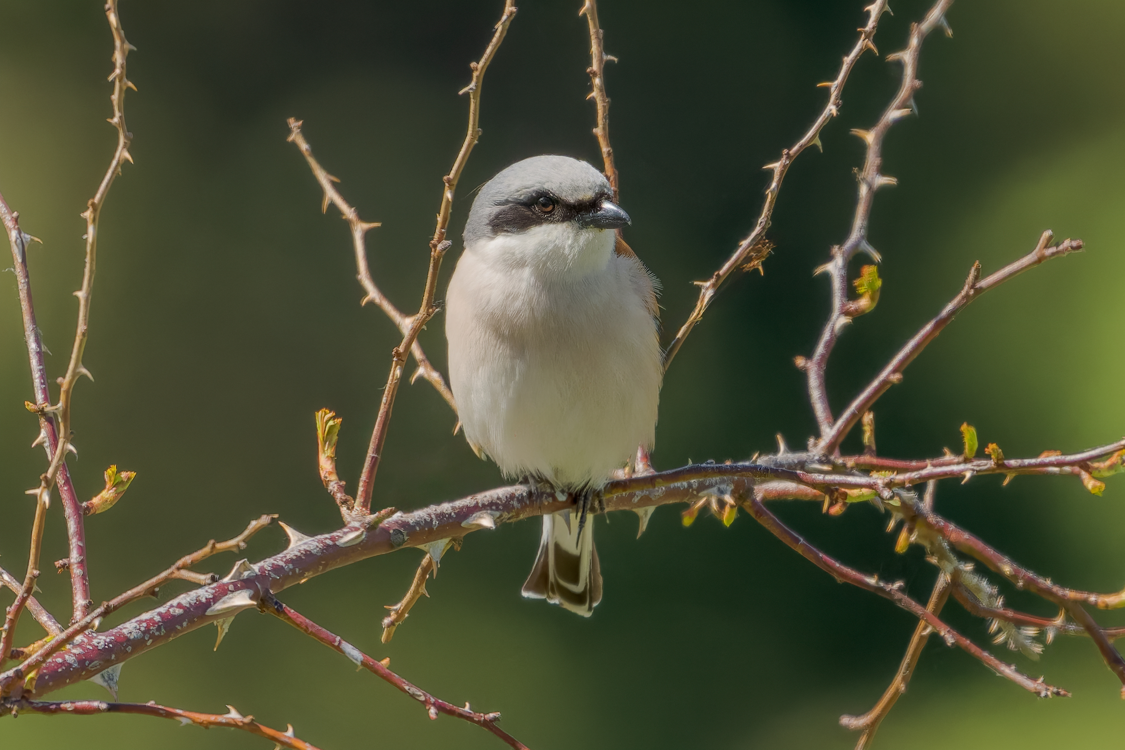 Averla piccola (Lanius collurio)