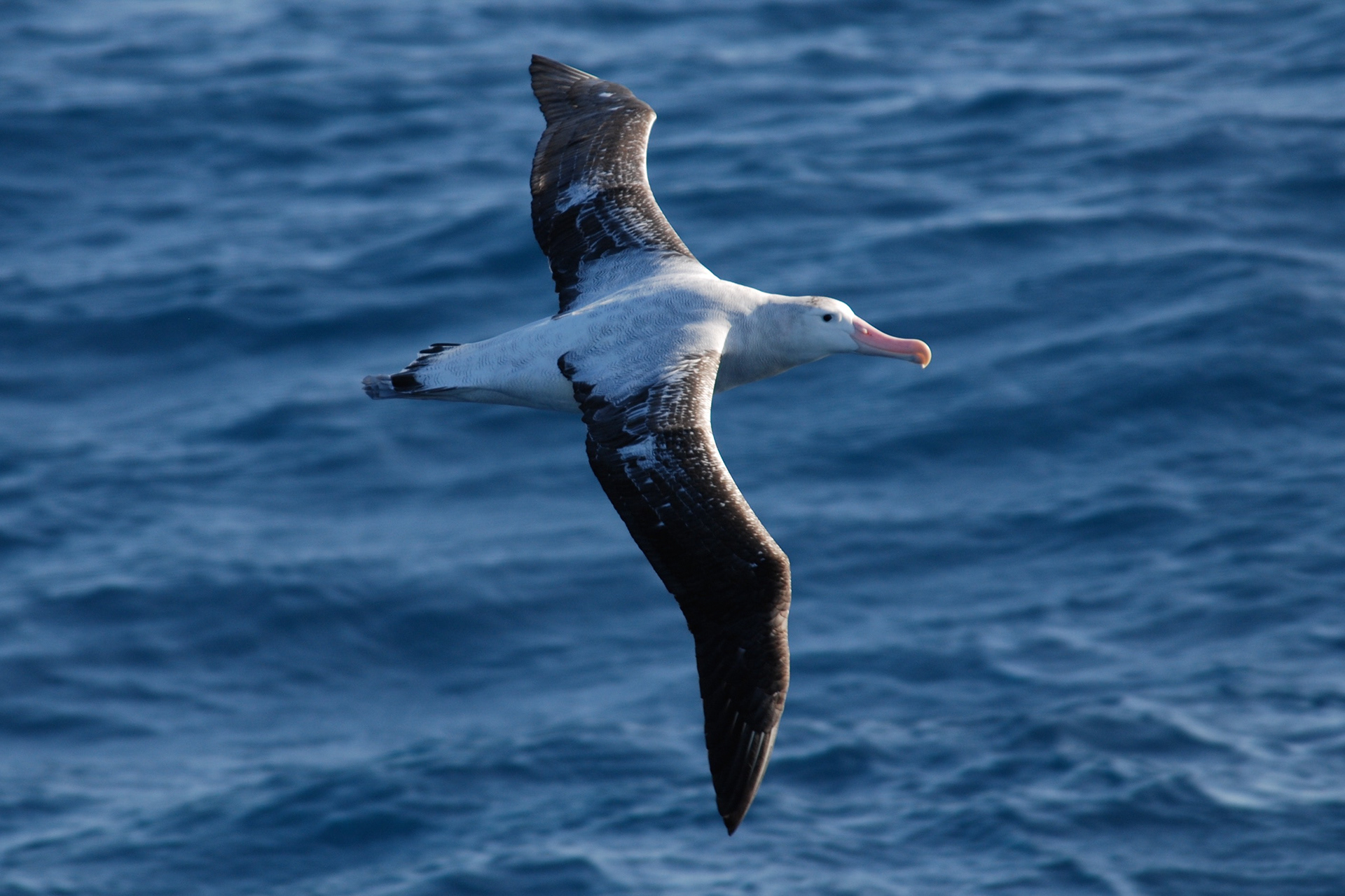 Albatro urlatore atlantico (Diomedea exulans), Scotia Sea