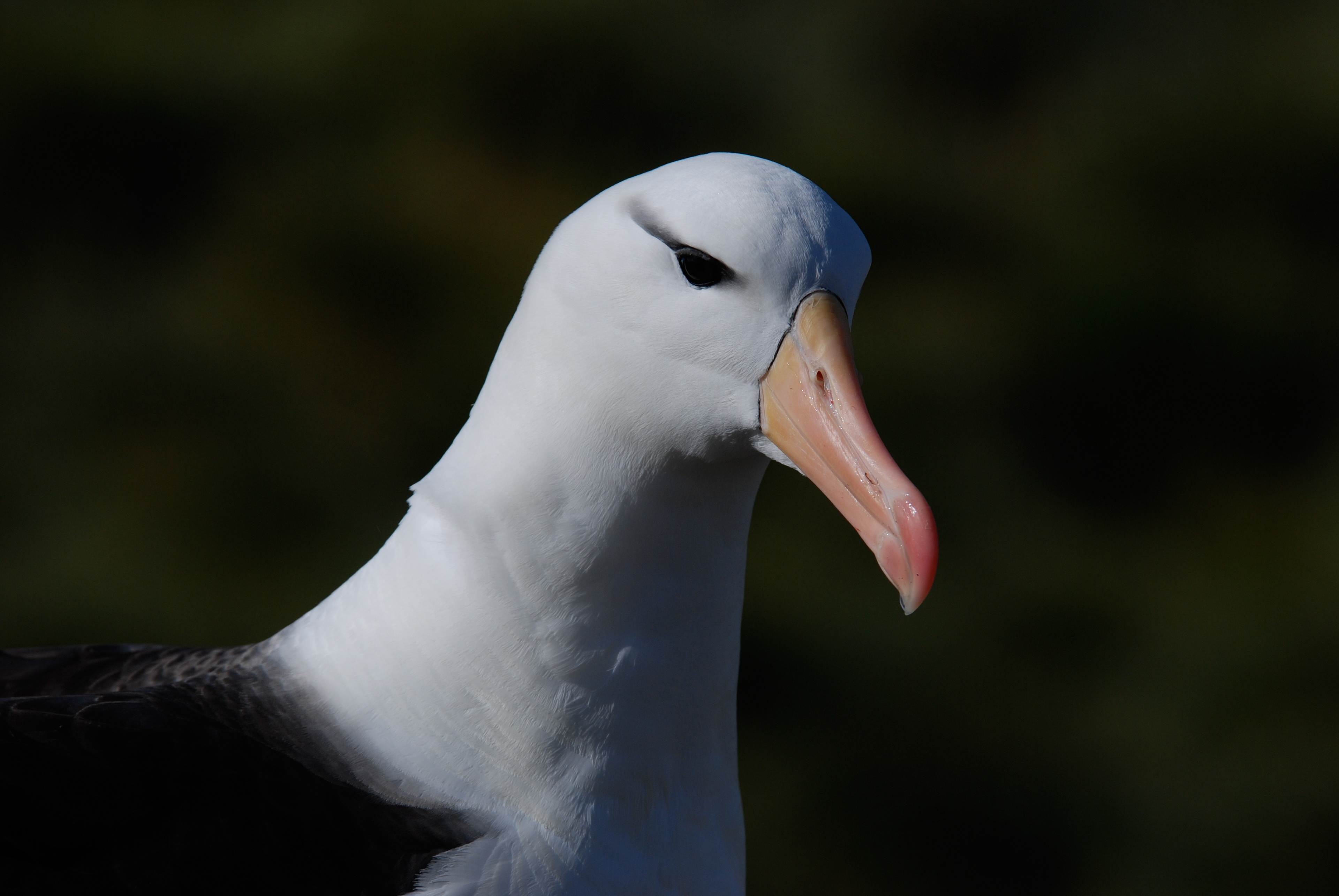 Albatro sopracciglineri (Thalassarche melanophris), West Point Island, Falkland Islands