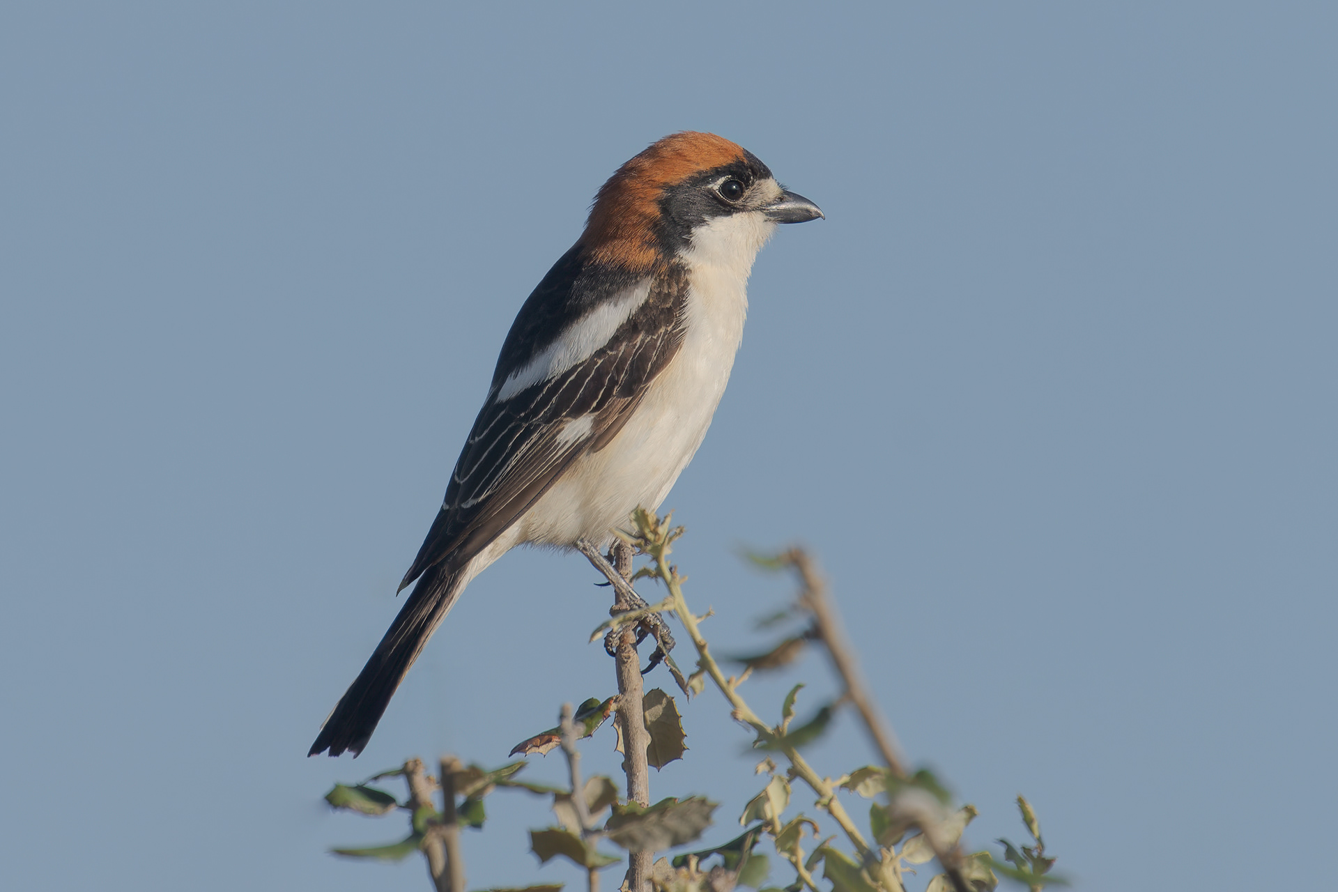 Averla capirossa (Lanius senator)