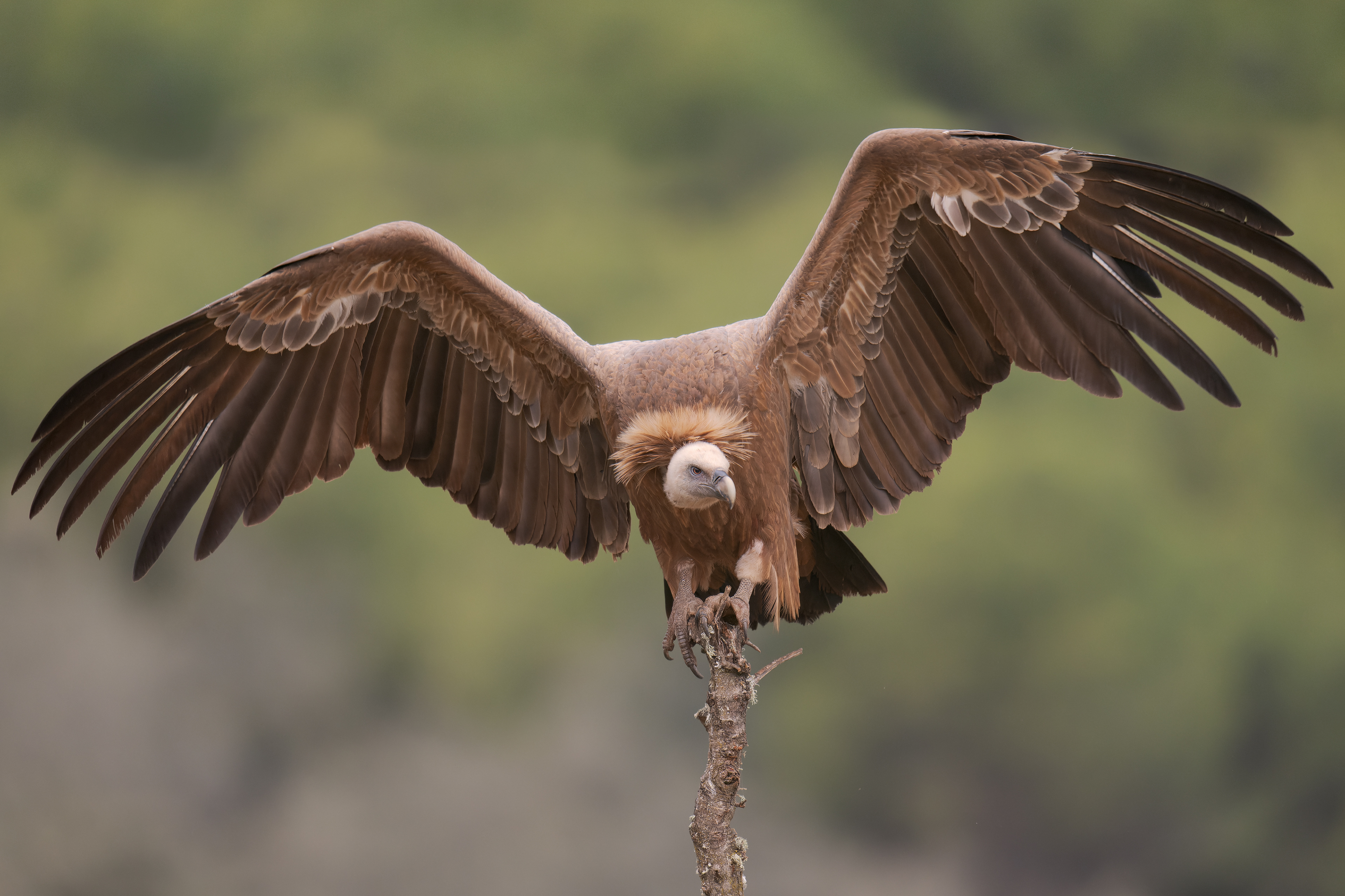 Grifone (Gyps fulvus)
