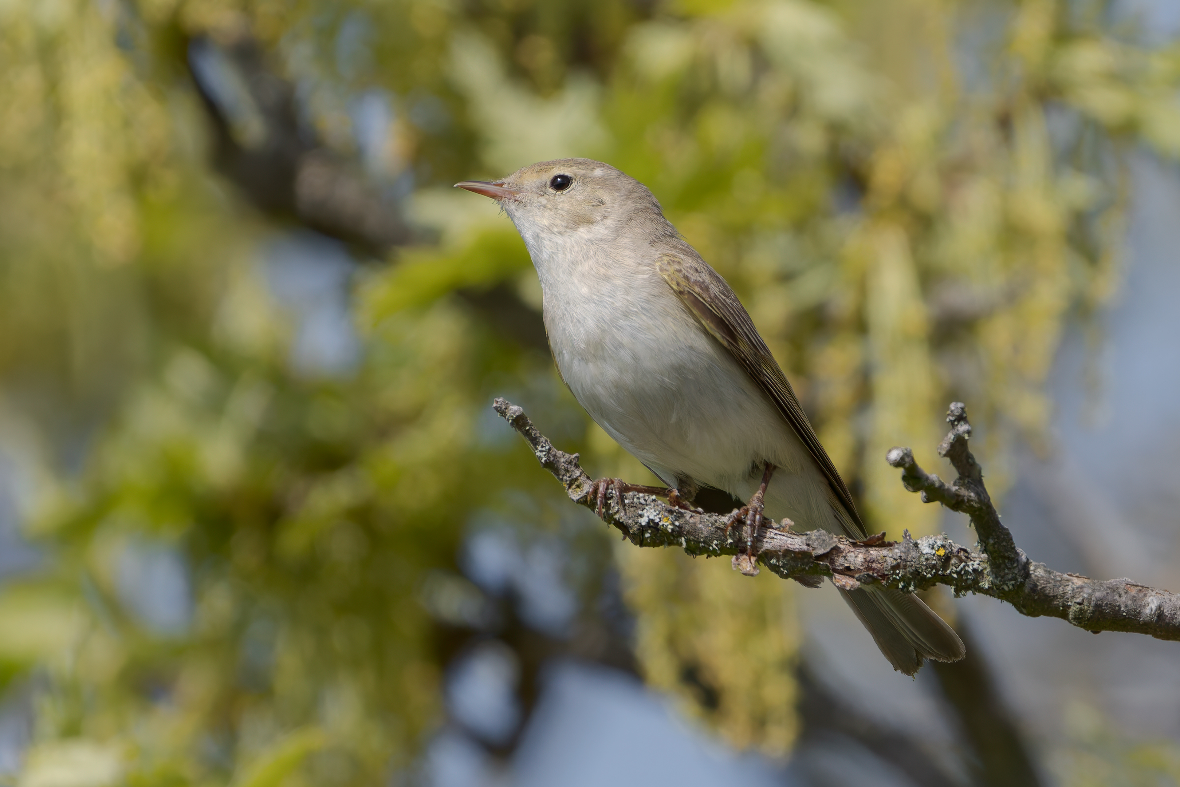 Luì bianco orientale (Phylloscopus orientalis)