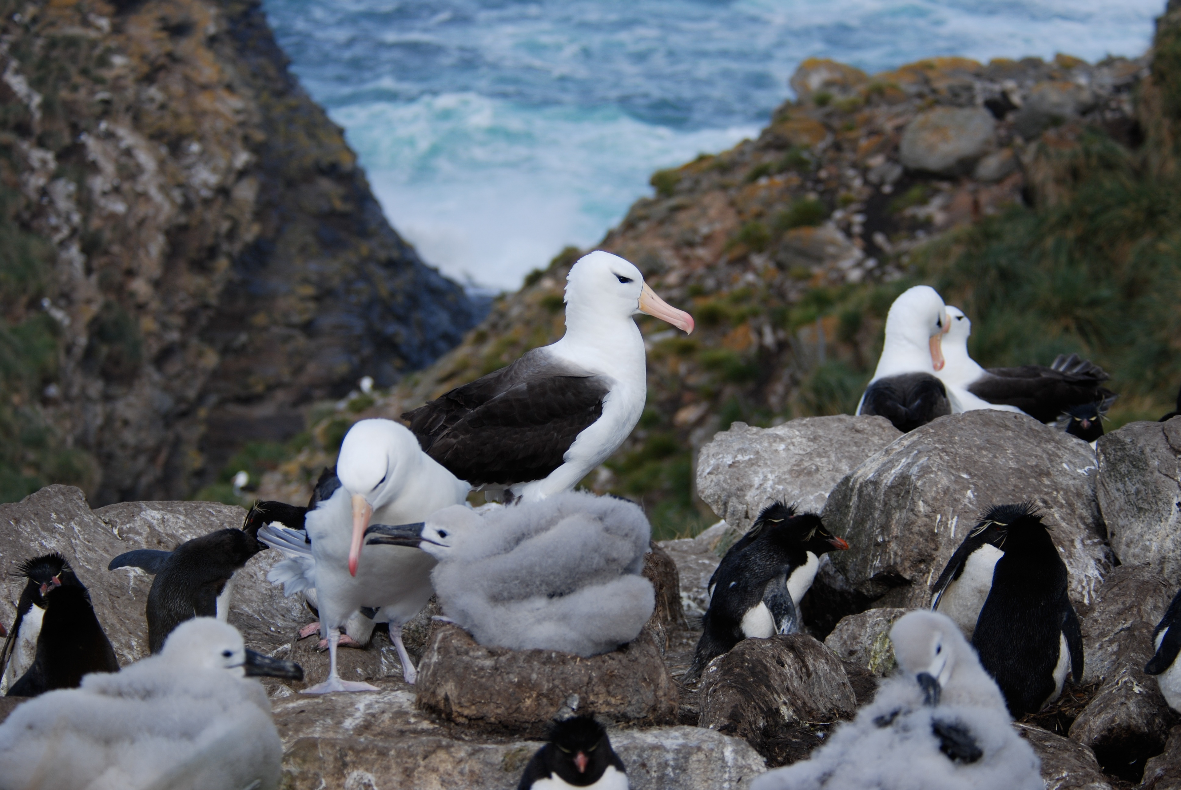 Albatro sopracciglineri (Thalassarche melanophris), West Point Island, Falkland Islands