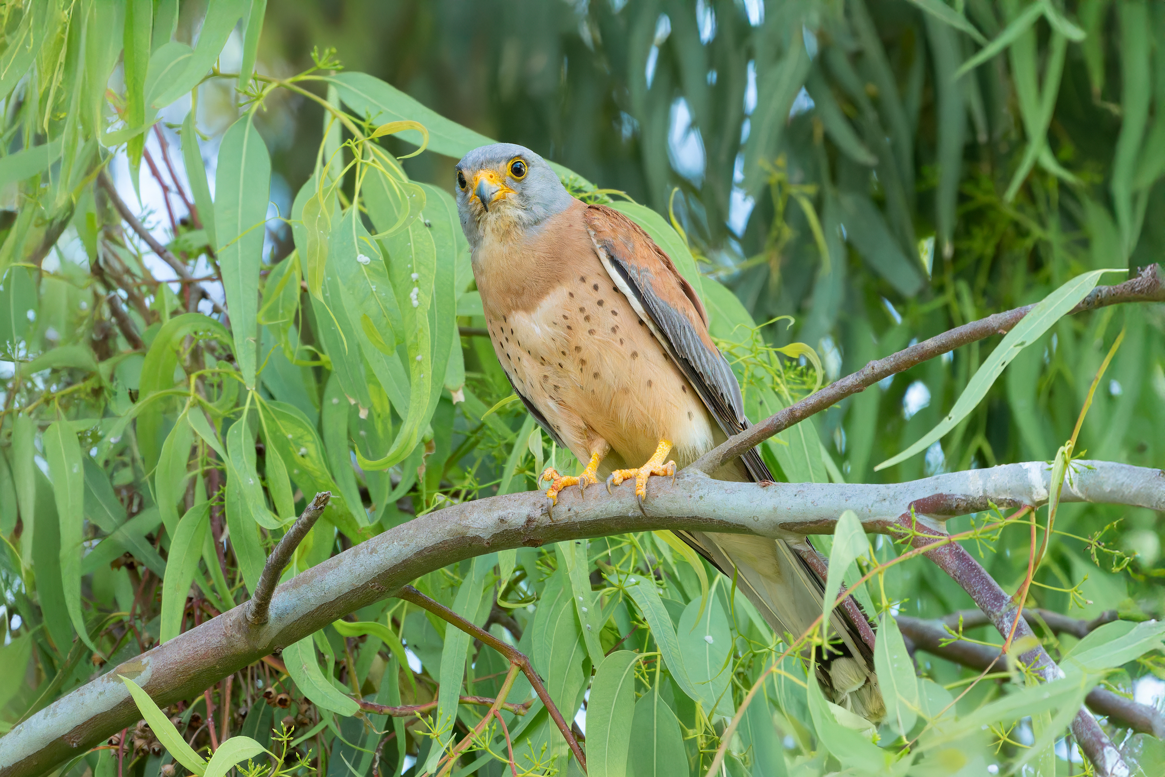 Grillaio (Falco naumanni)
