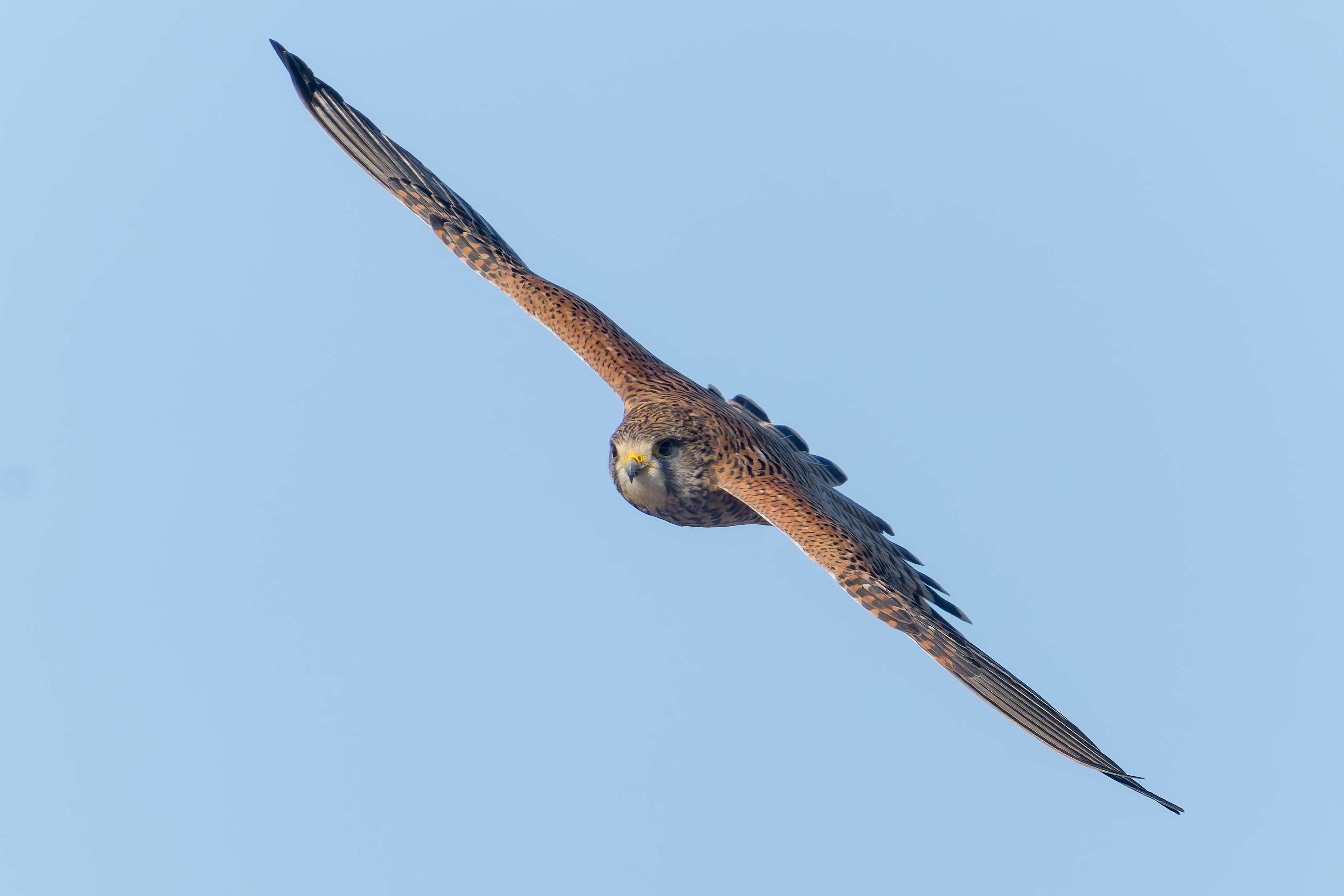 Gheppio (Falco tinnunculus)