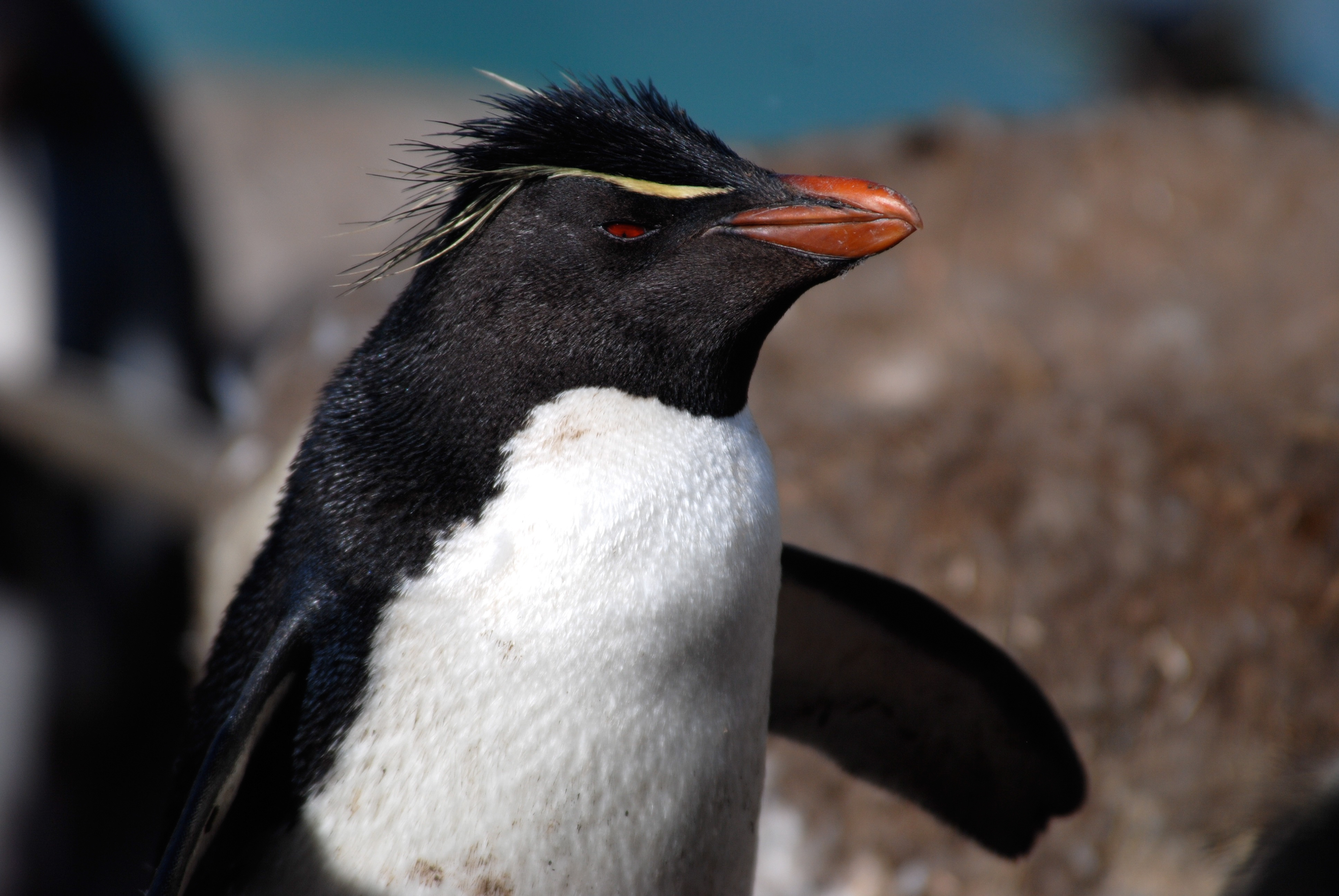 Southern Rockhopper Penguin (Eudyptes chrysocome), West Point Island, Falkland Islands