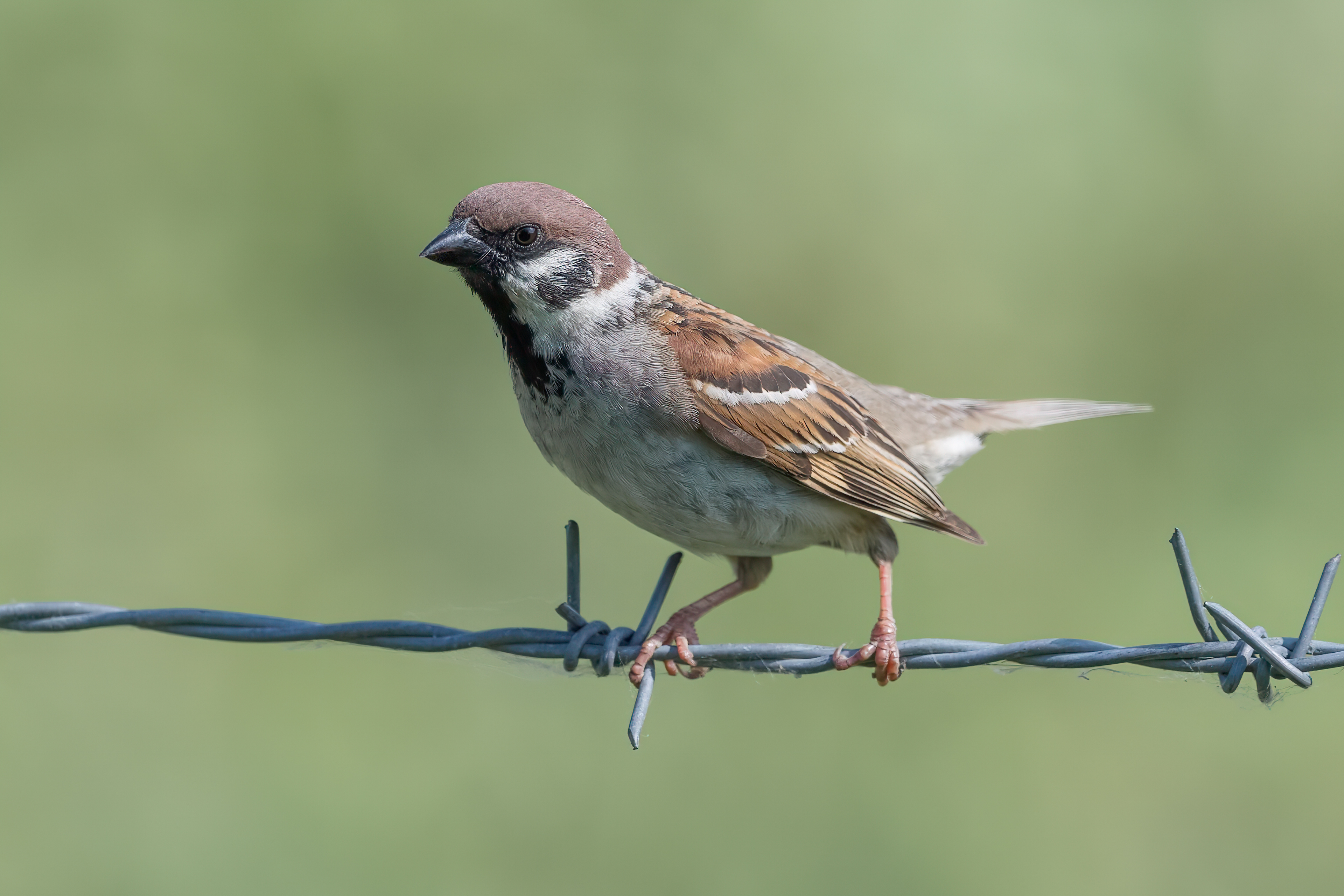 Passera mattugia (Passer montanus)